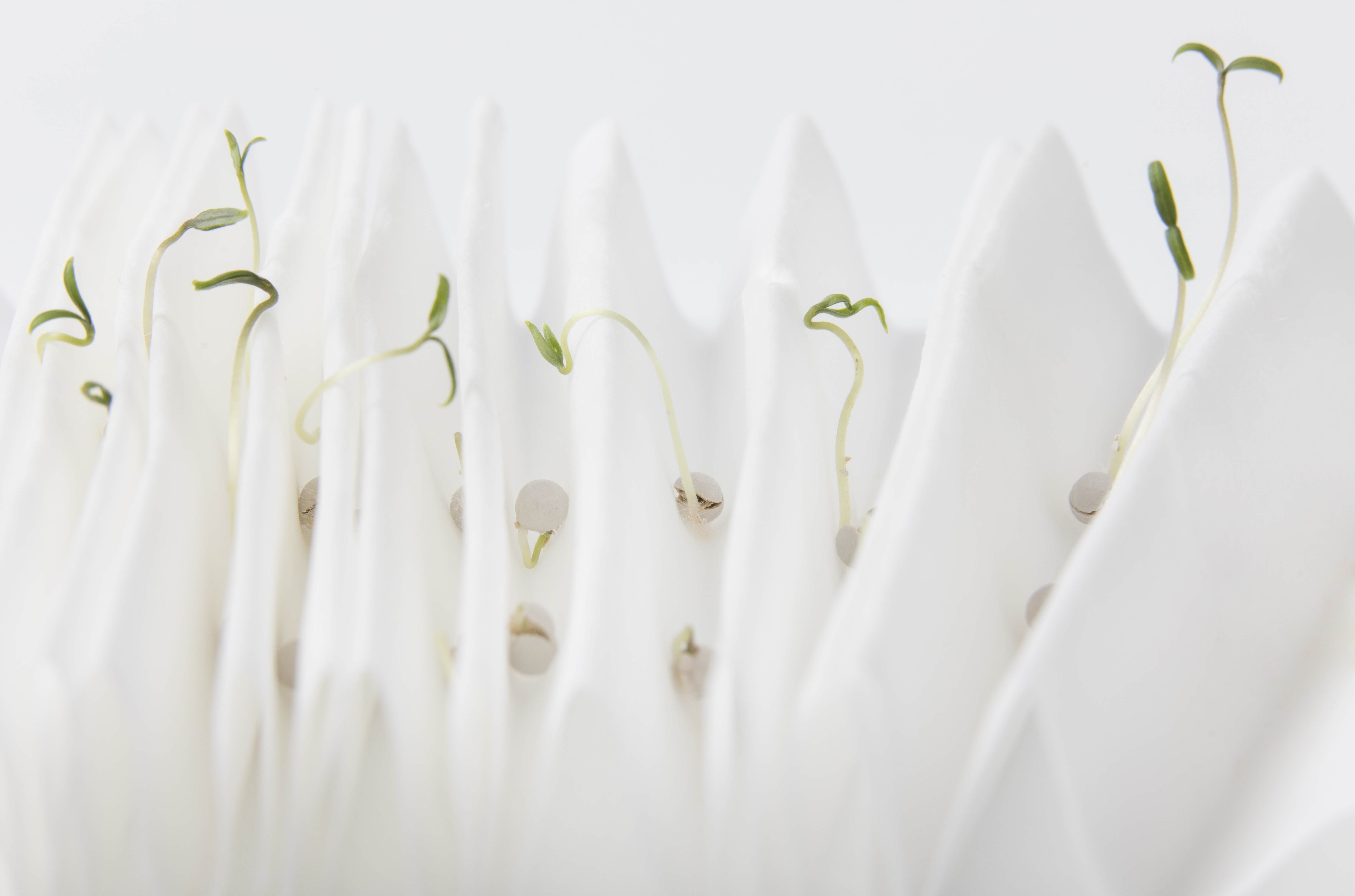Close-up of tomato seeds germinating between folded white paper towels, with small green sprouts emerging.