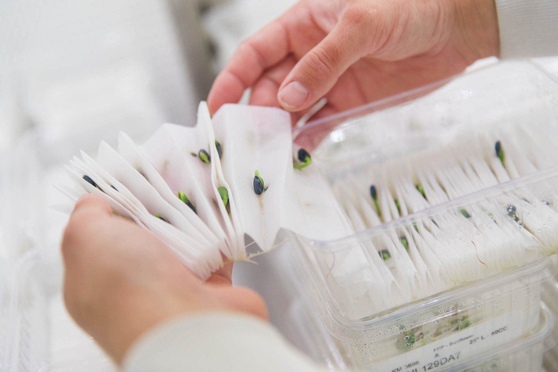 Person handling seedlings