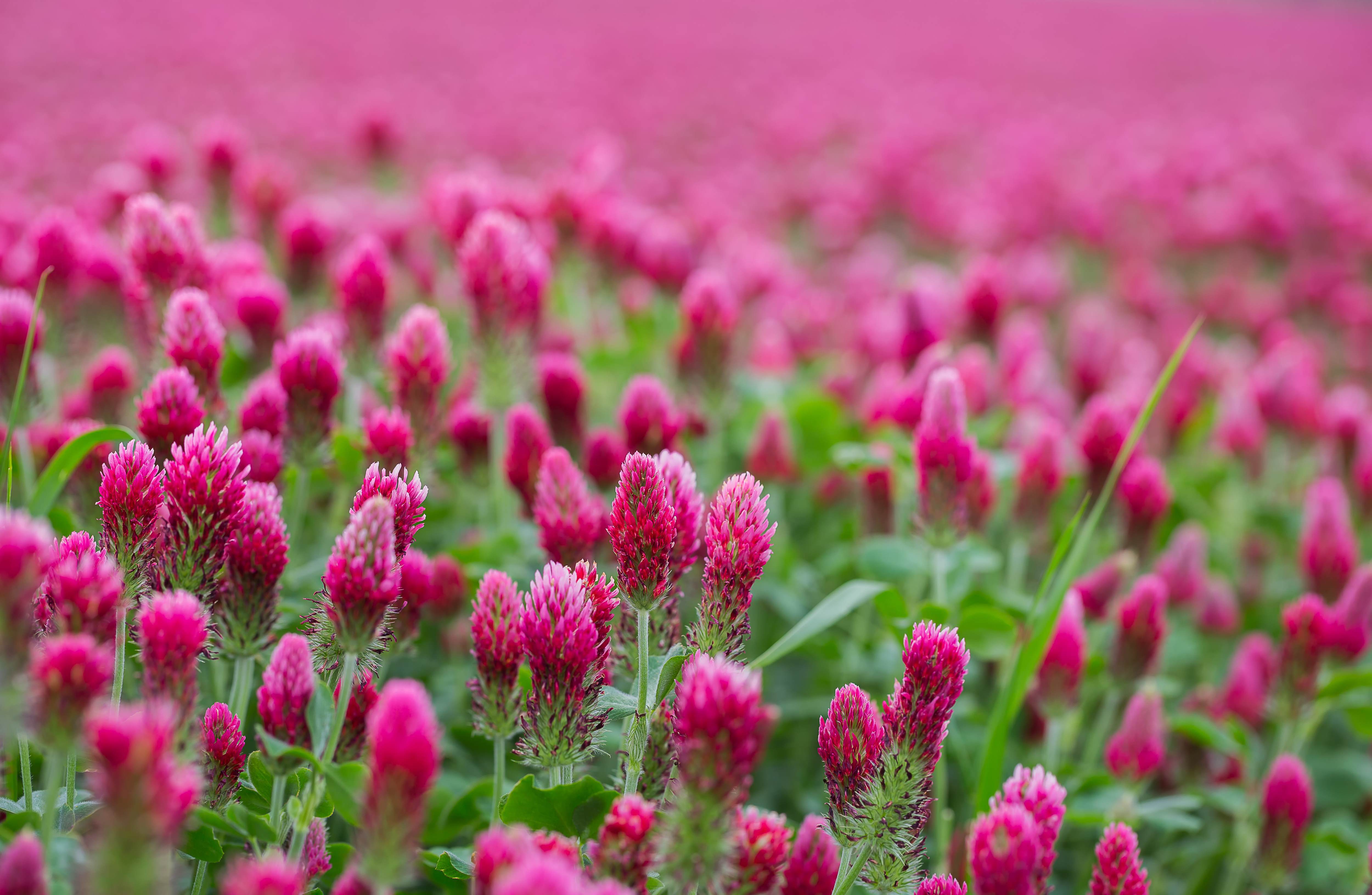 A beautiful blooming red field. Concept for nature and agriculture. Beautiful red flowers. Spring nature background