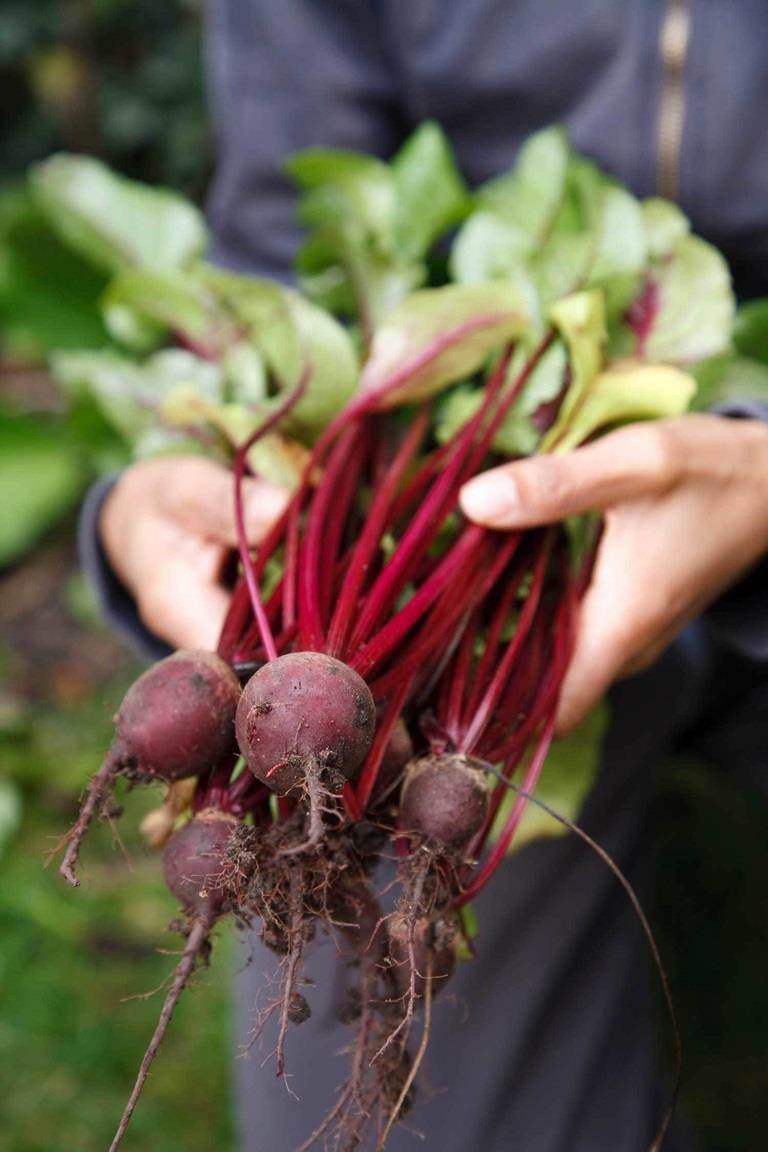 Farmer holding bunch of rhubarbs