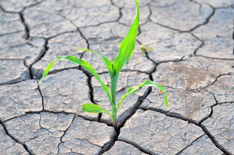 Whitepaper Mitigating abiotic stress in crops