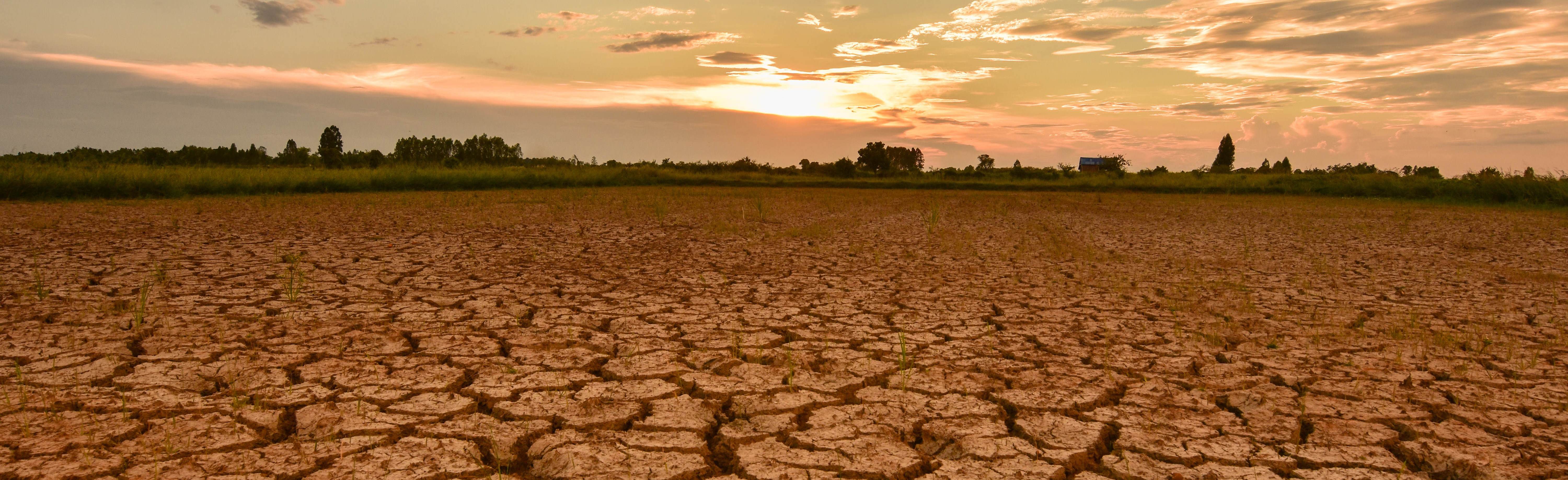 New whitepaper abiotic stress