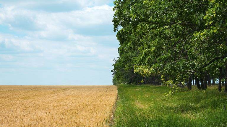 Yellow field with a blue sky and a green forest with grass