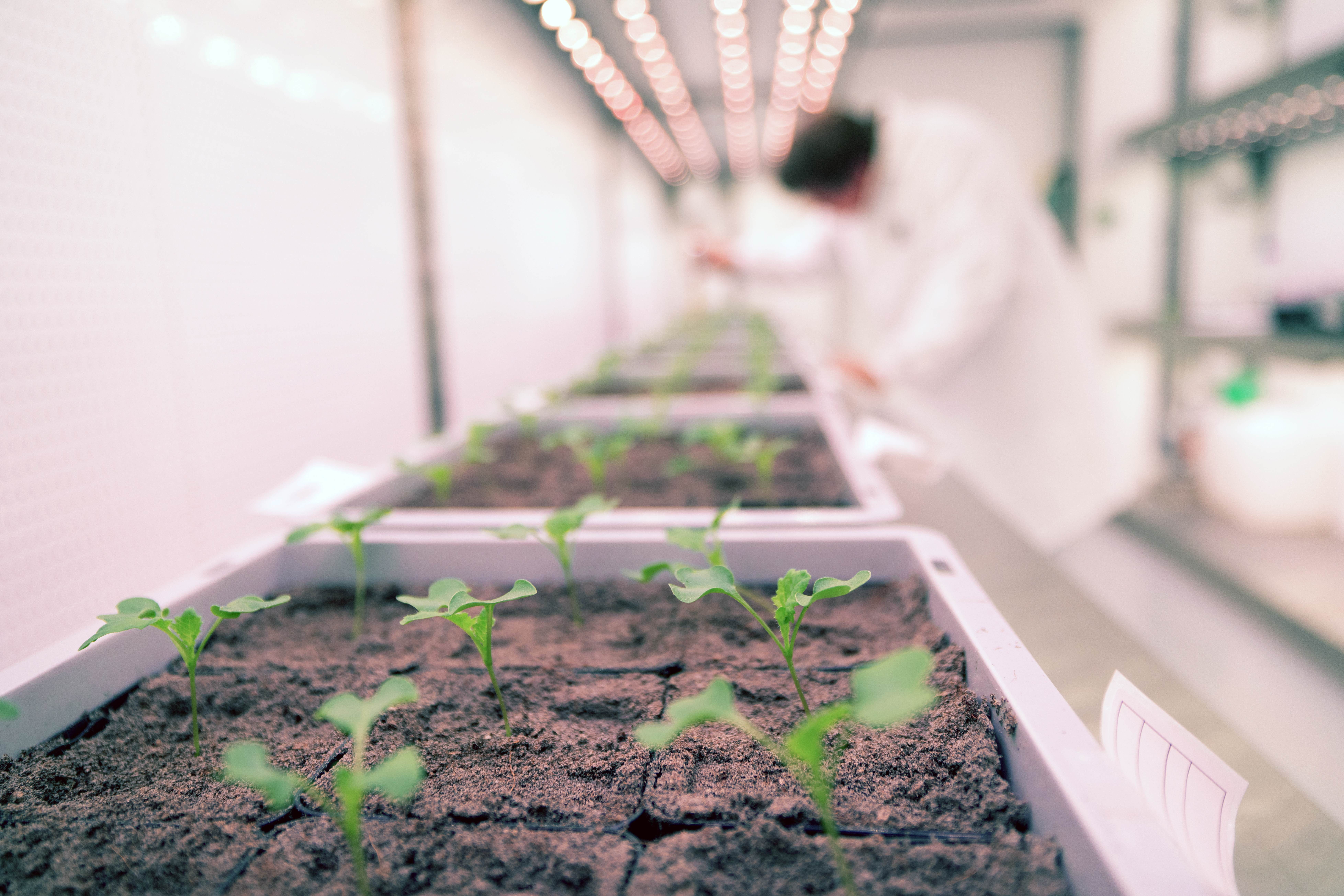Crops seedlings growing in laboratory