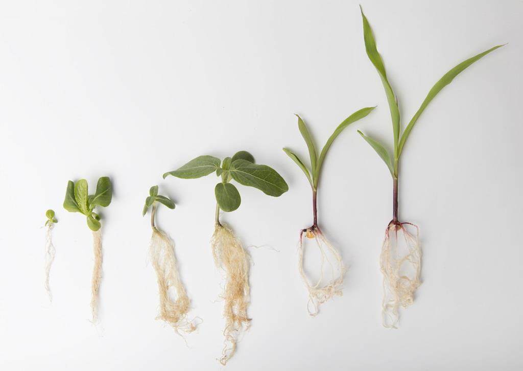 Growing process of seed to organic plant