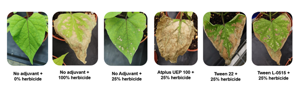Reduced active adjuvancy test