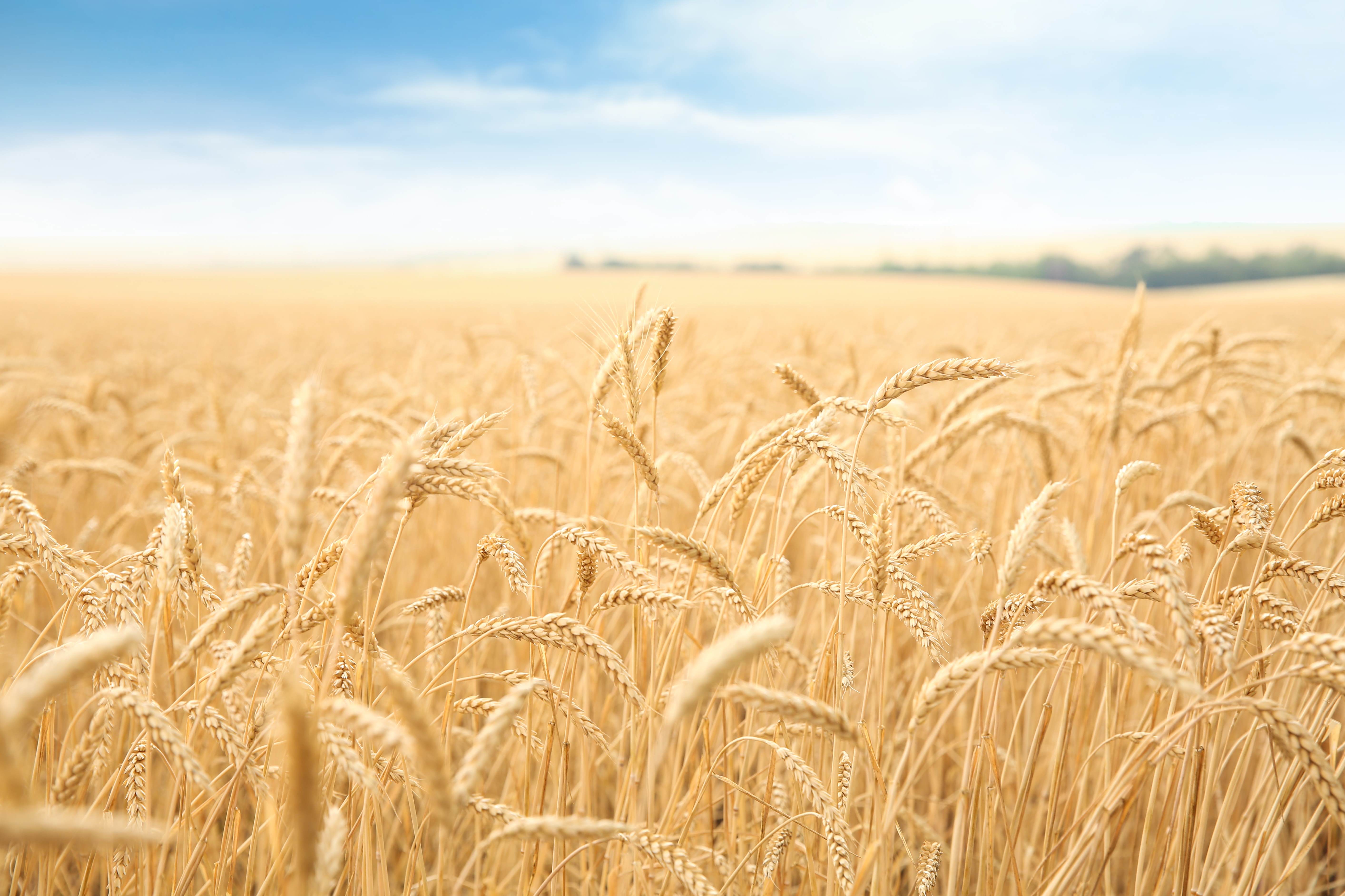 Golden wheat field under a clear blue sky