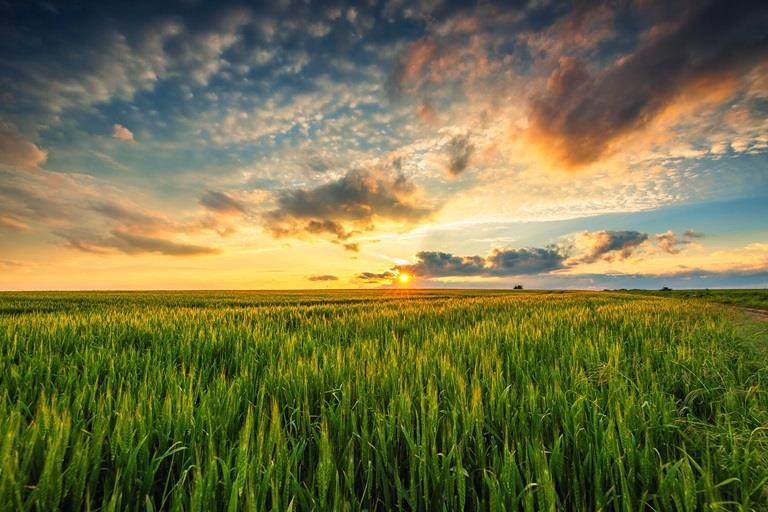 Sunset over field