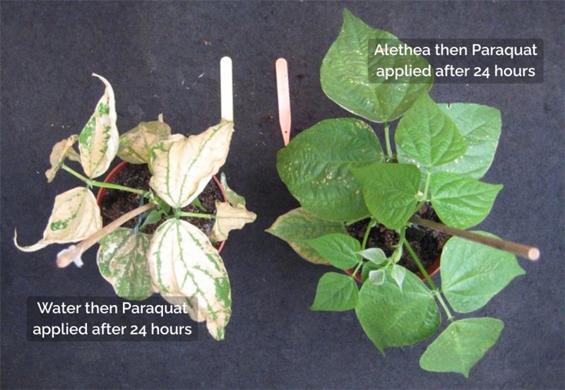 Photograph of plants treated with paraquat. Plant on the right with Alethea demonstrates much less cell damage than the plant on the left with no Alethea treatment