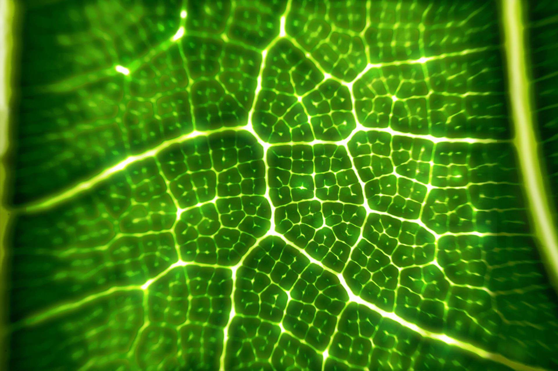 Microscopic close-up of a green leaf showing intricate vein patterns and cellular structure