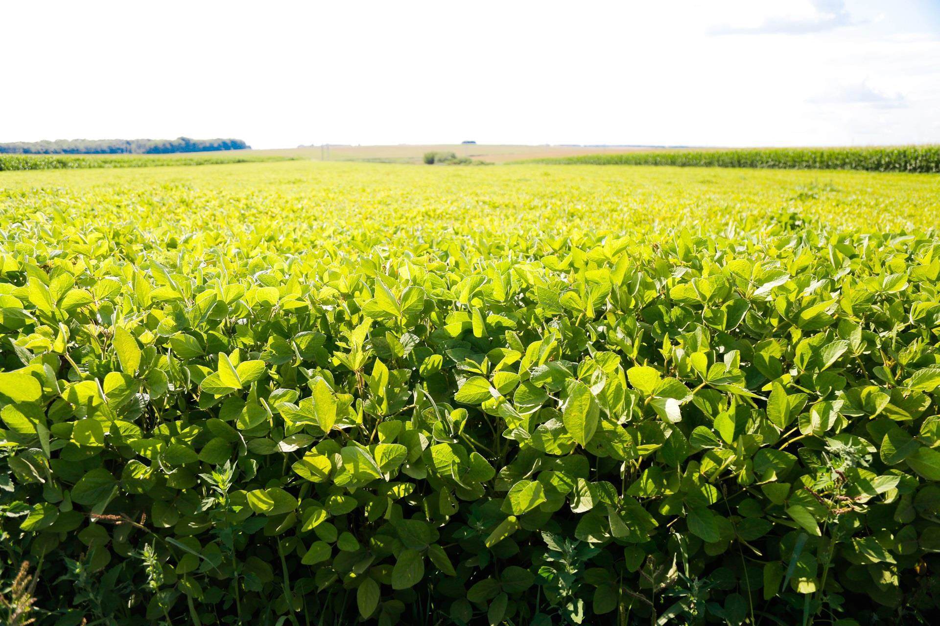 Lush green soybean field stretching into the distance under a bright, clear sky
