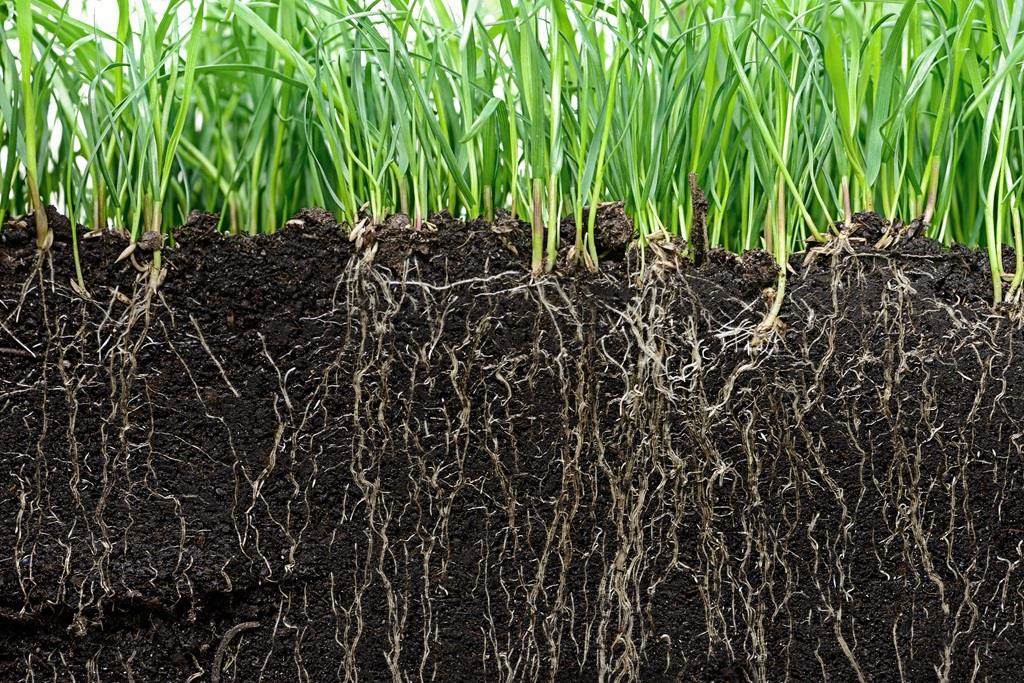 Cross-section of grass with visible roots in dark soil