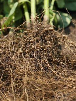 Close-up of the roots of a soybean plant pulled from the soil, showing extensive root system with visible nitrogen-fixing nodules