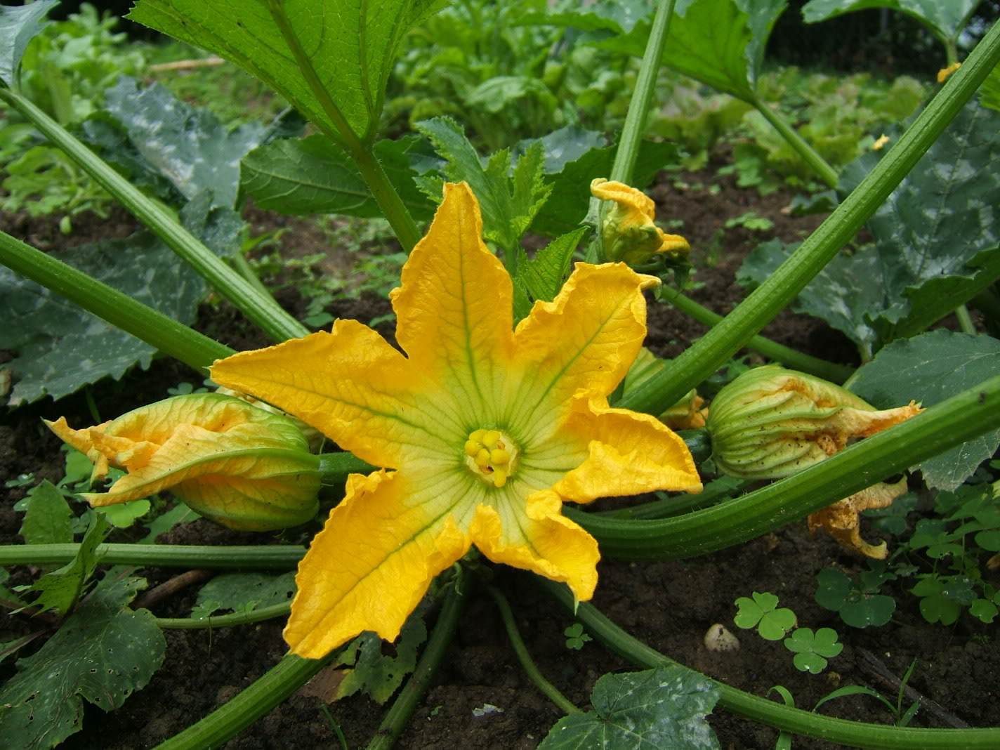 Star polymeric performer