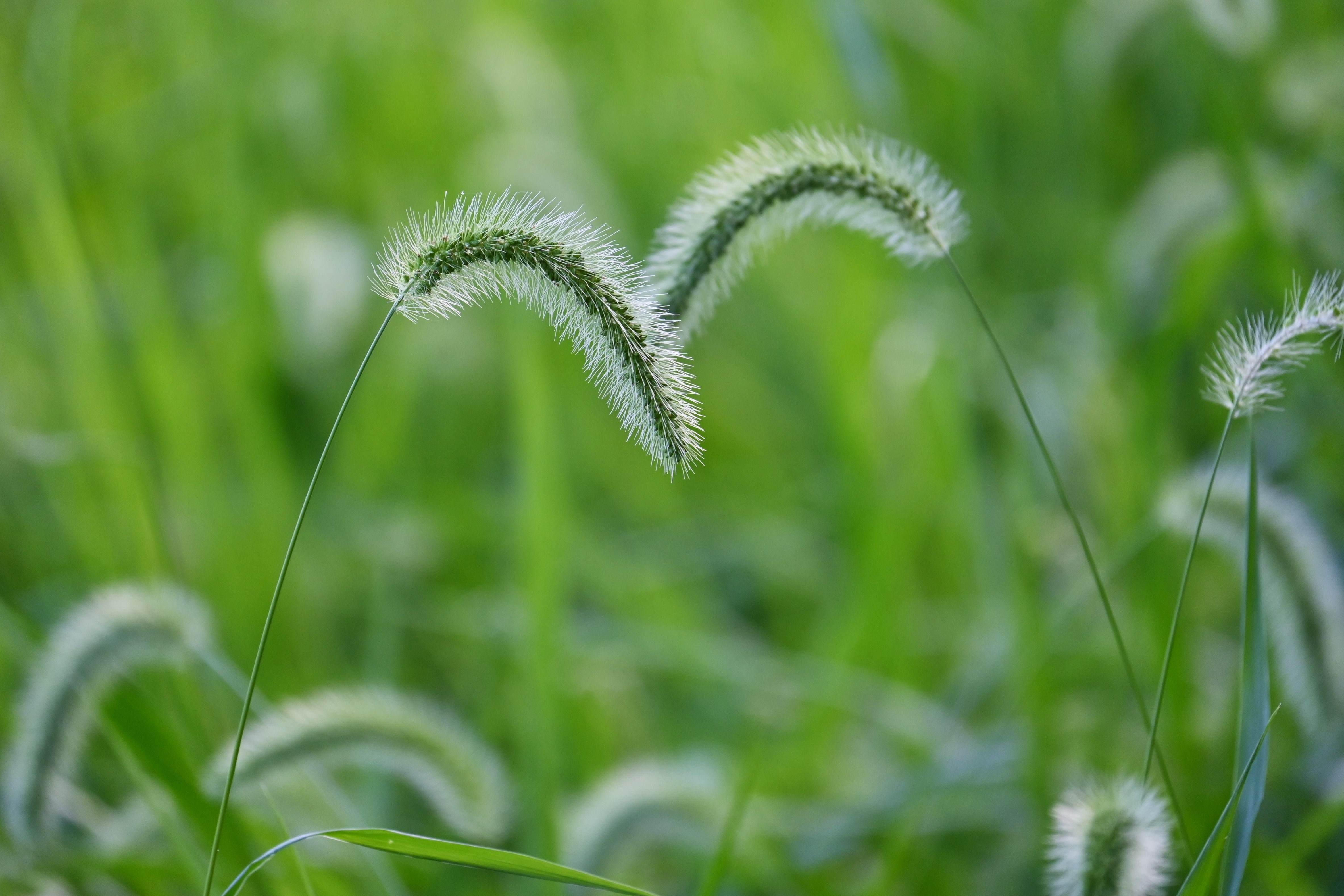 Green foxtail. Natural background material. Poaceae annual weed.