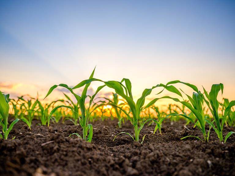 Green corn maize plants on a field
