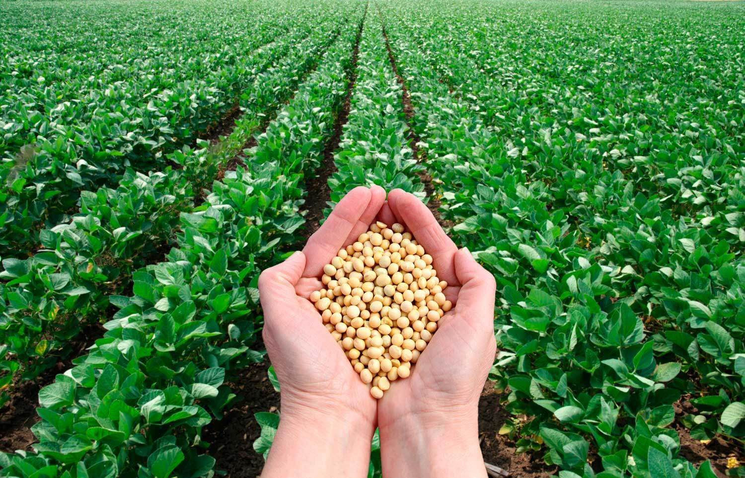 Soybean field