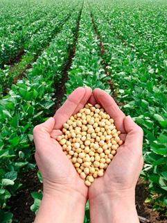 Soybean field
