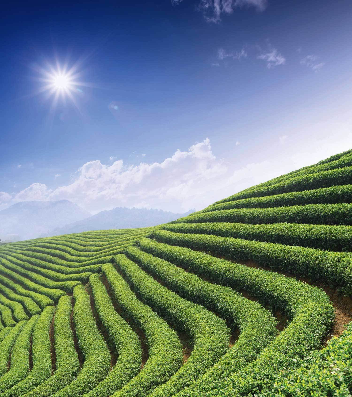 Tea field