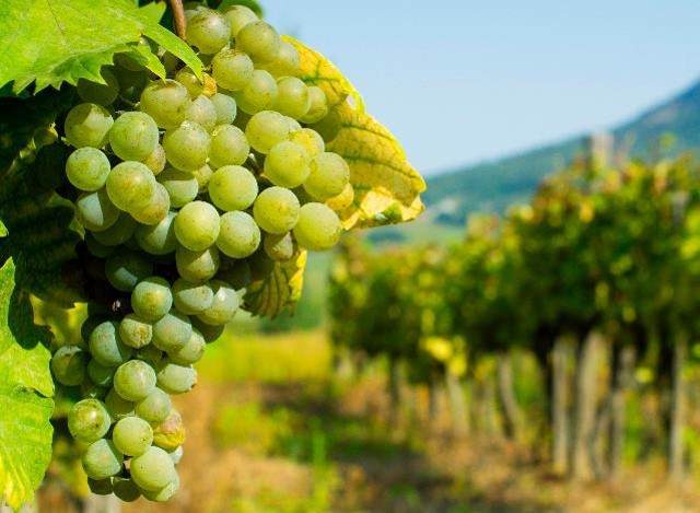 Grapes on vine stock at wine yard