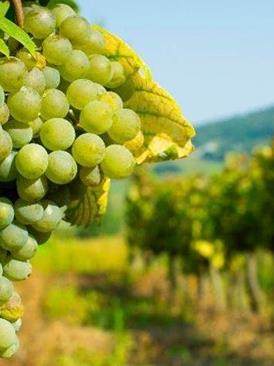 Grapes on vine stock at wine yard