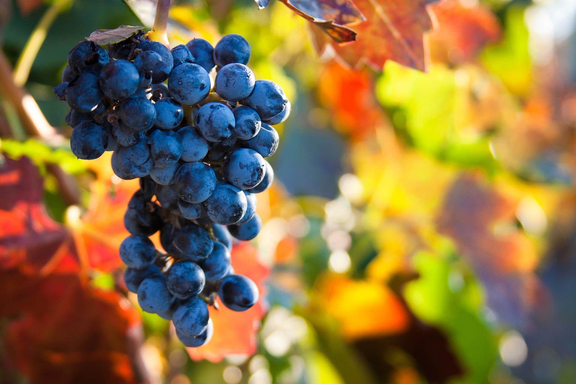 Autumn grapes
