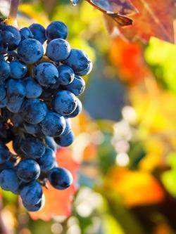 Autumn grapes