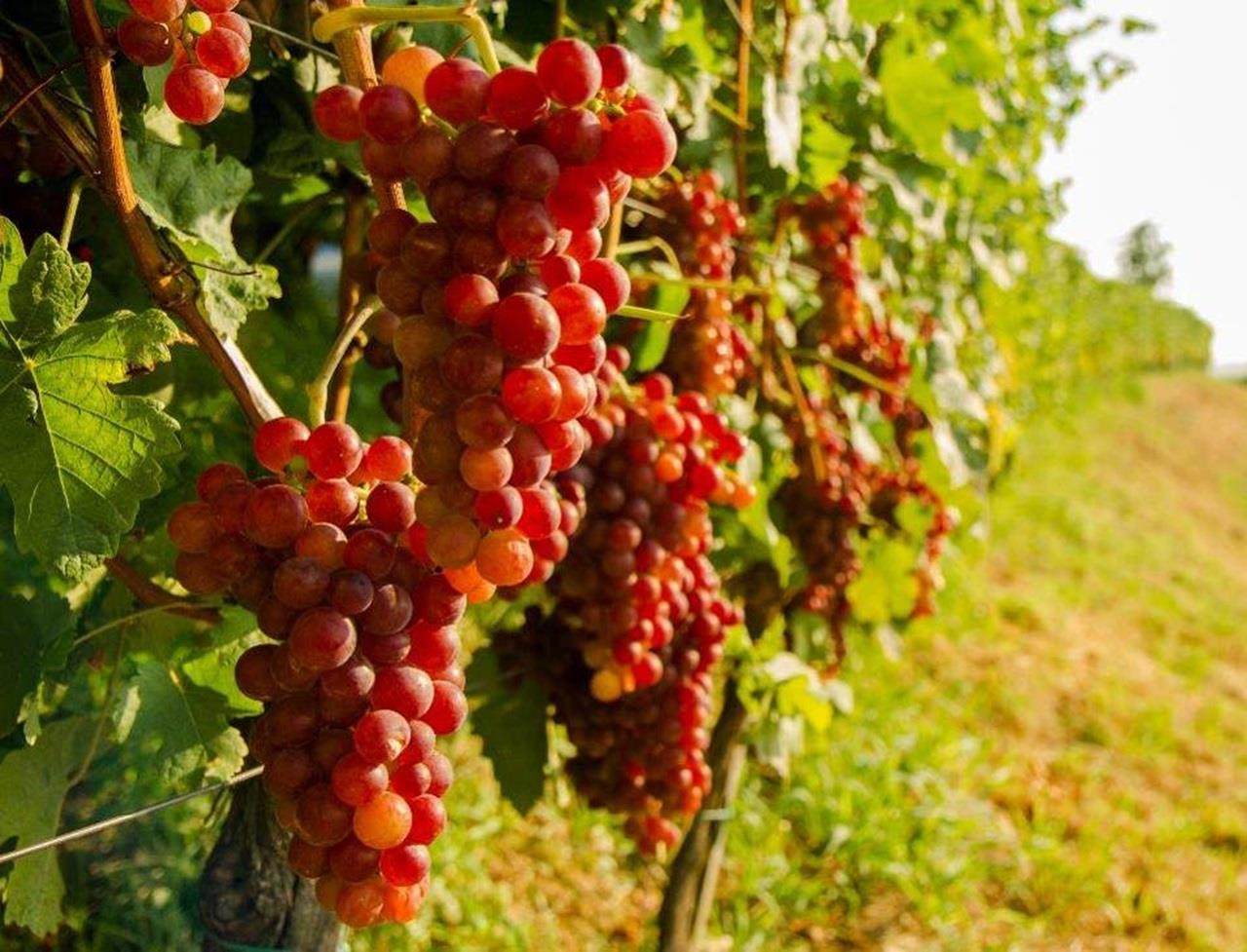 Red grapes on vine stock at wine yard