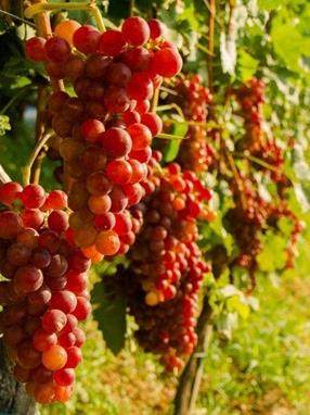 Red grapes on vine stock at wine yard