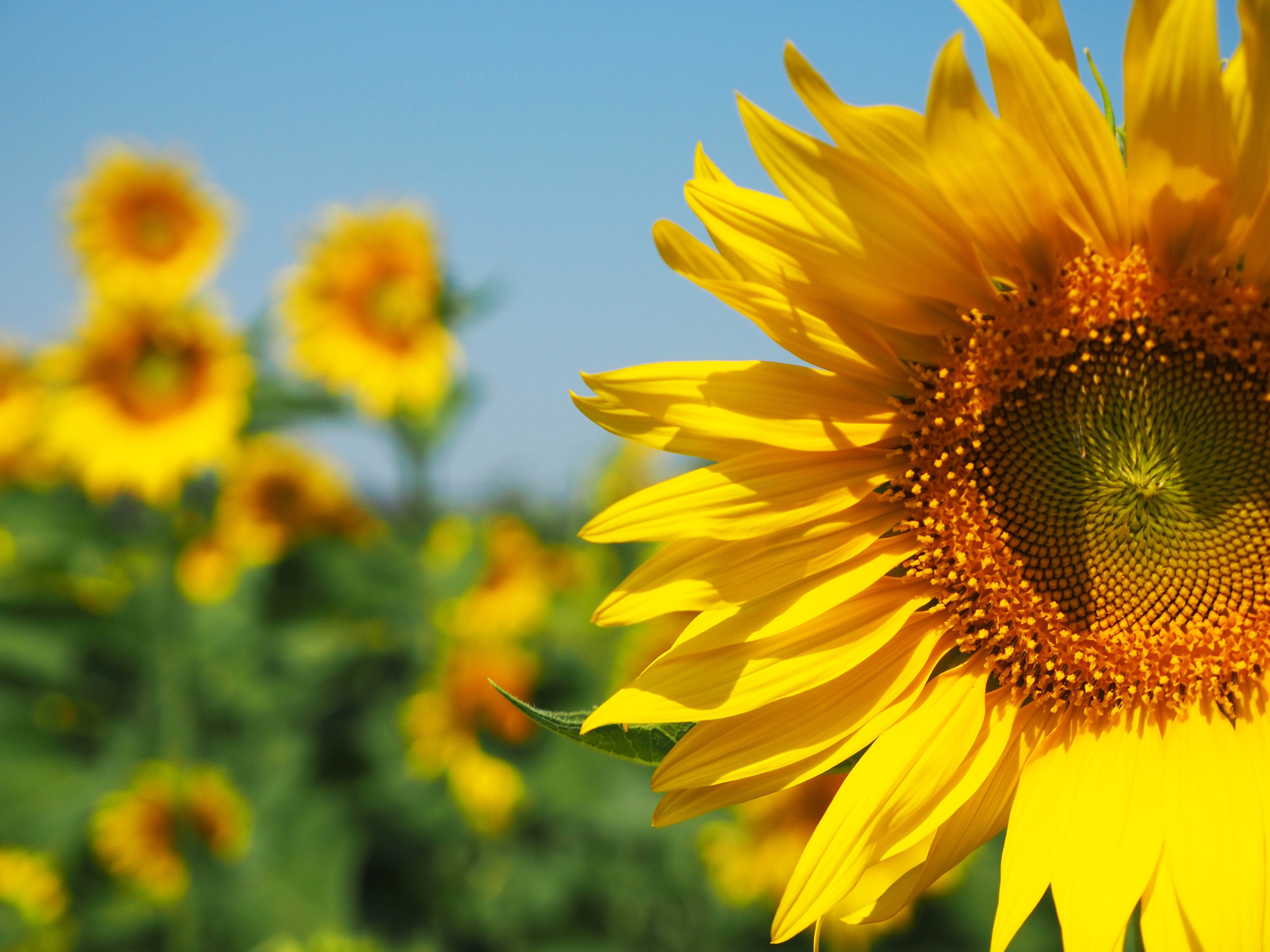 Close up of a sunflower in a sunflower field