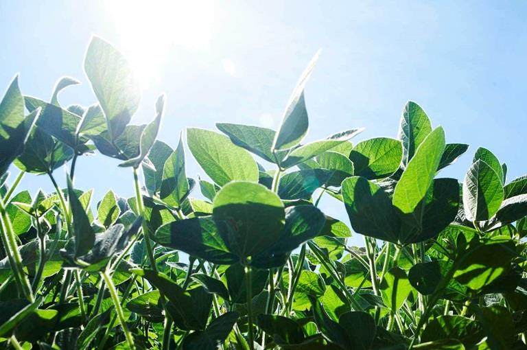Green soy plant leaves in the cultivated field against the sun
