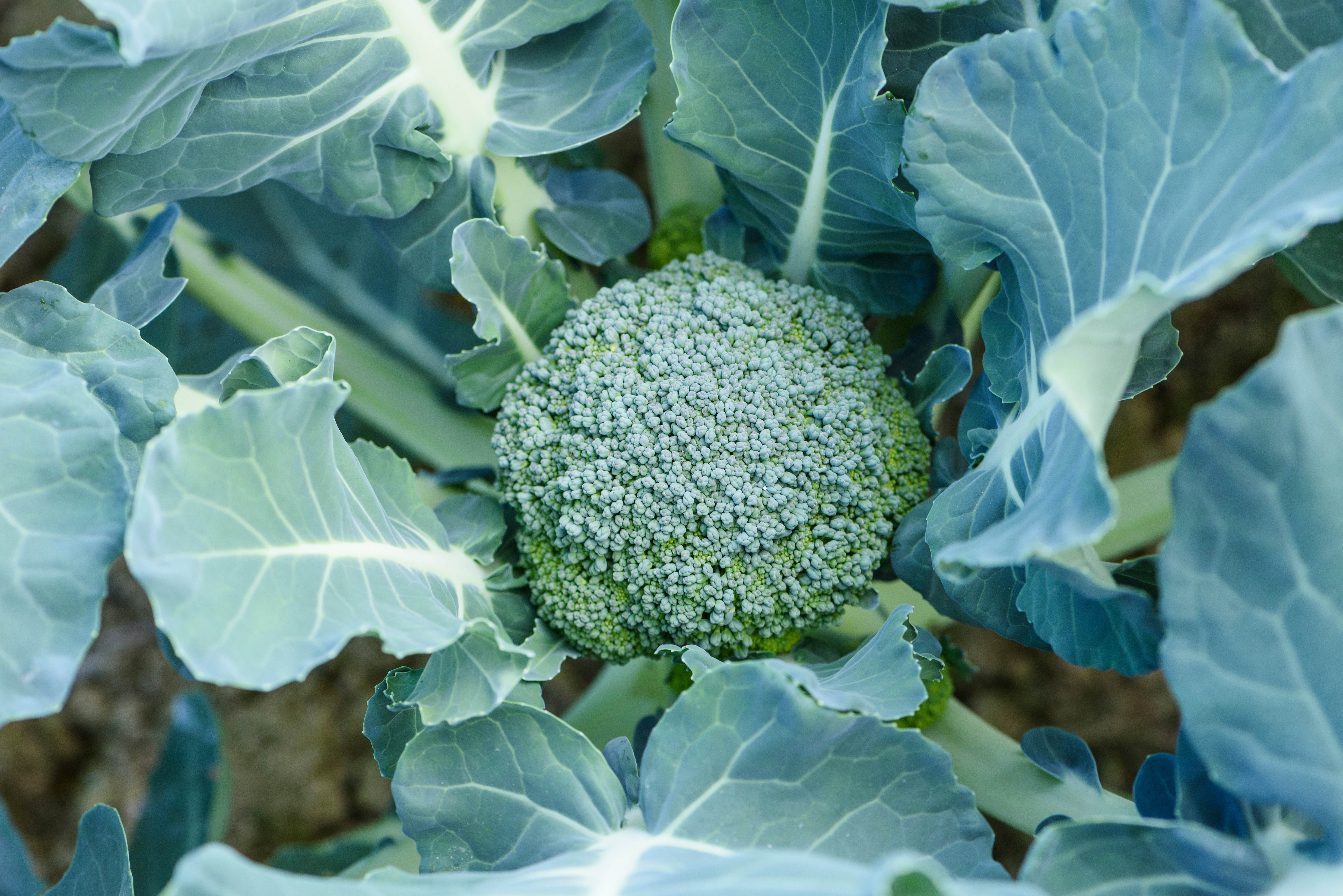 Close up of broccoli