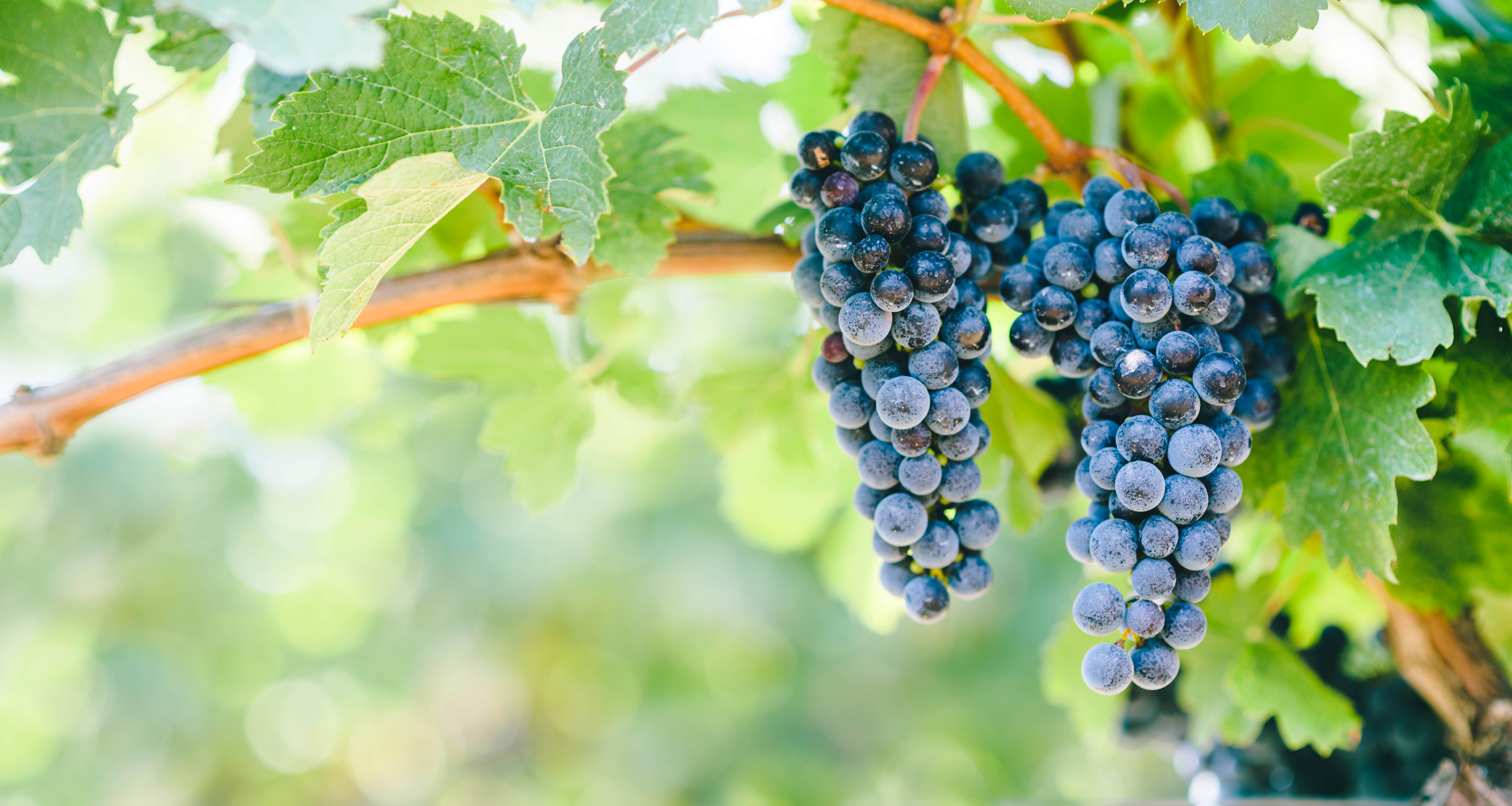 Closeup of blue grape in vineyard