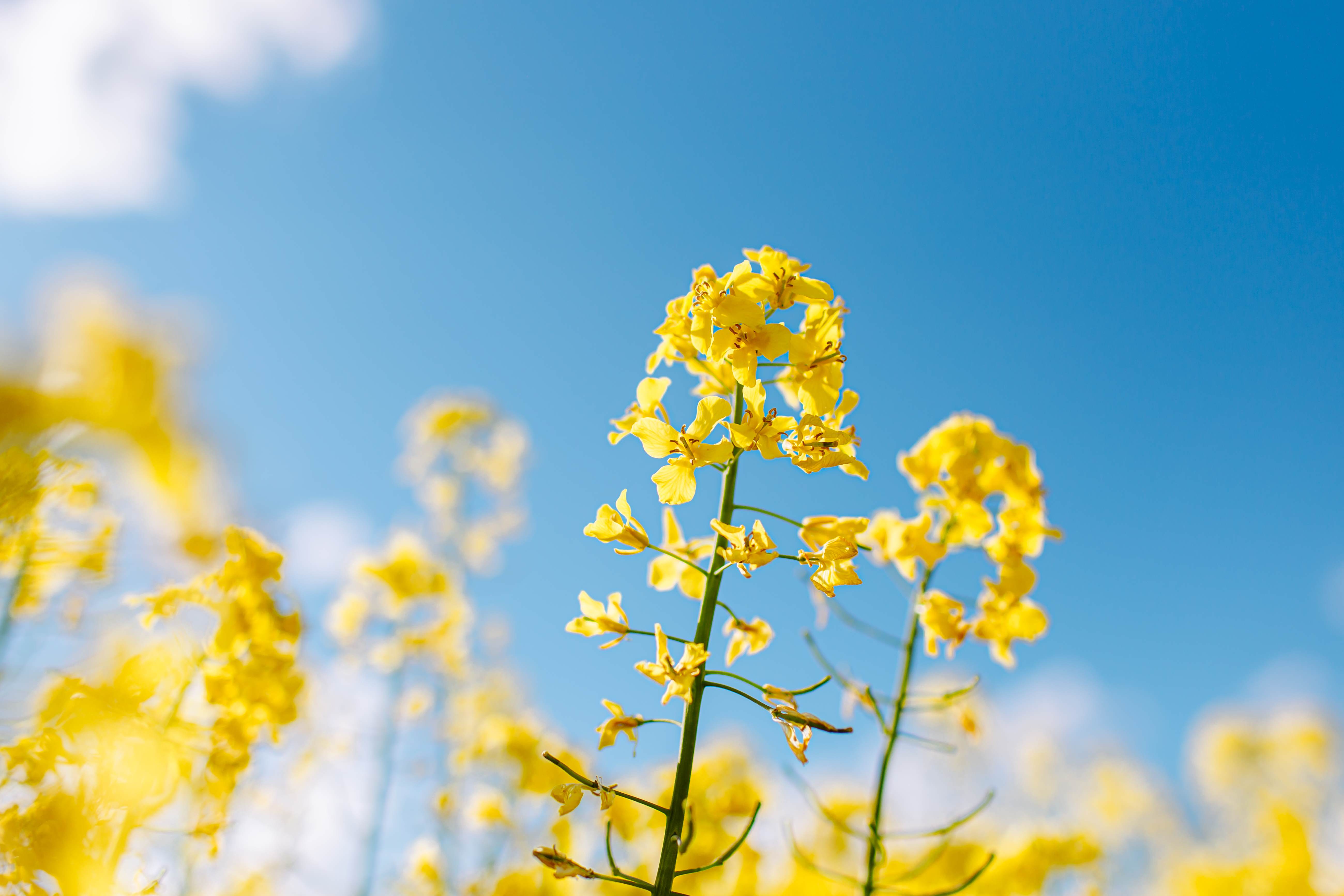 Beautiful yellow rape flowers on a background of blue sky and clouds