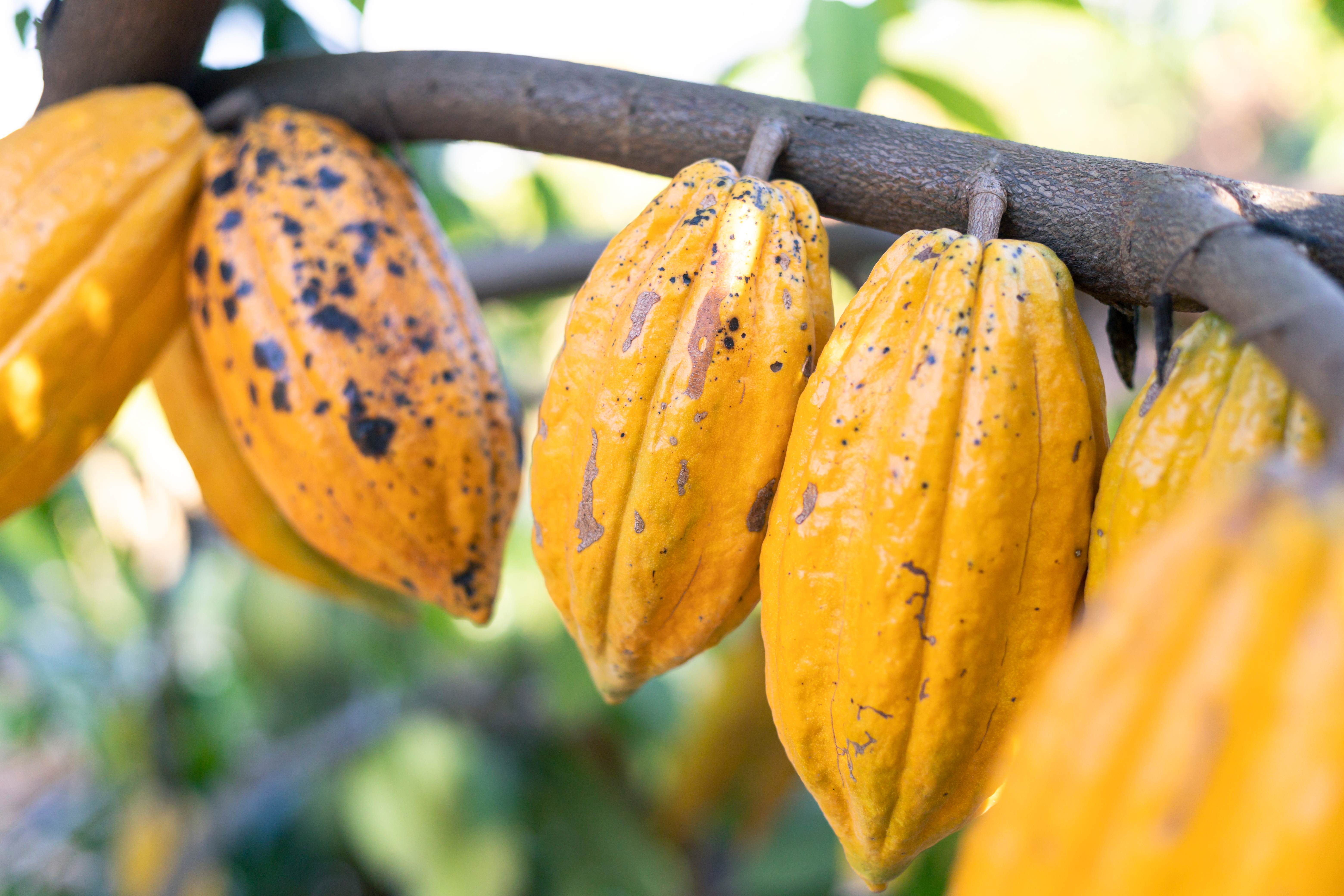 The many cacao fruits on the tree are in full growth.
