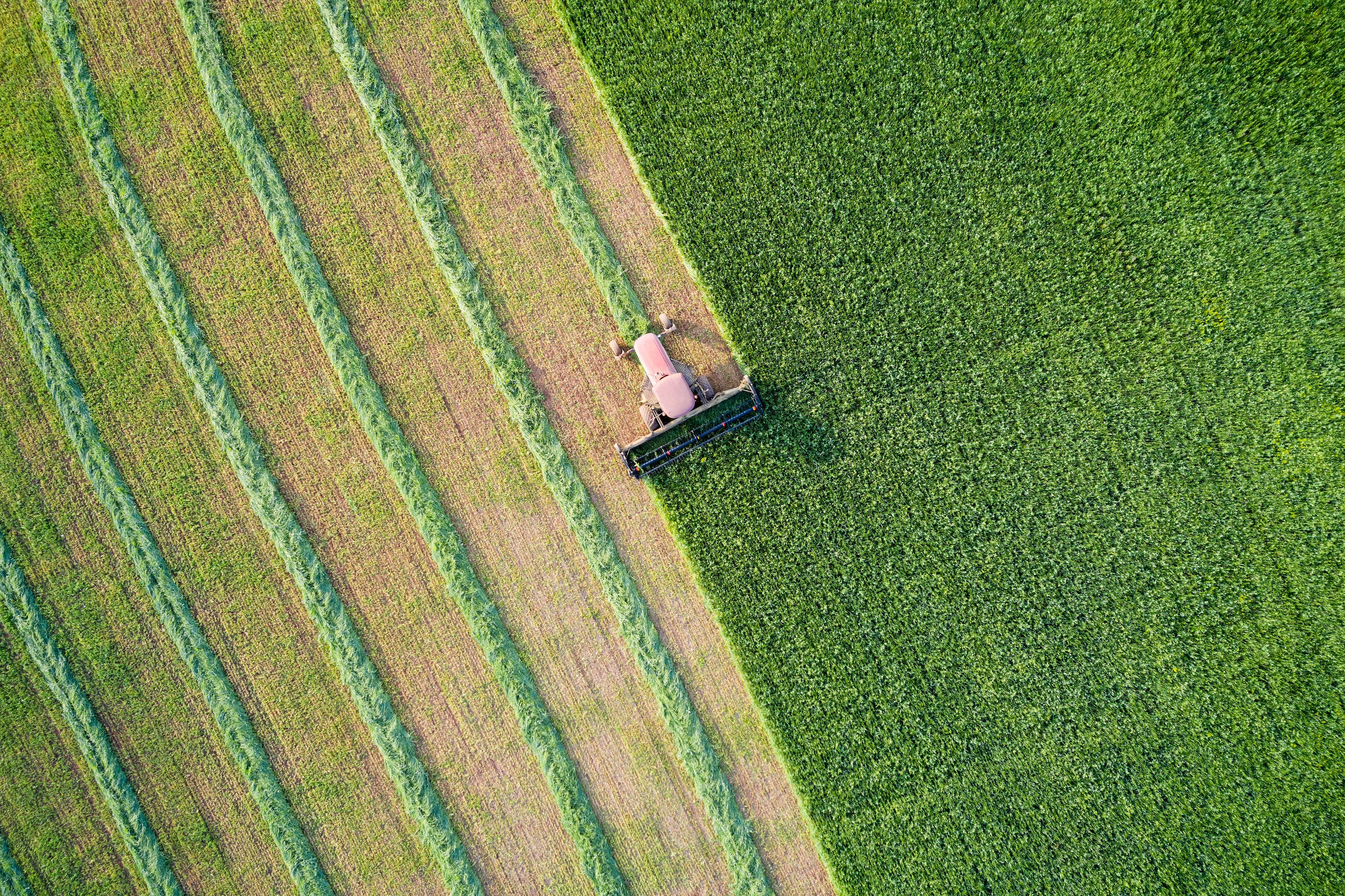 A green field with fodder grasses. 