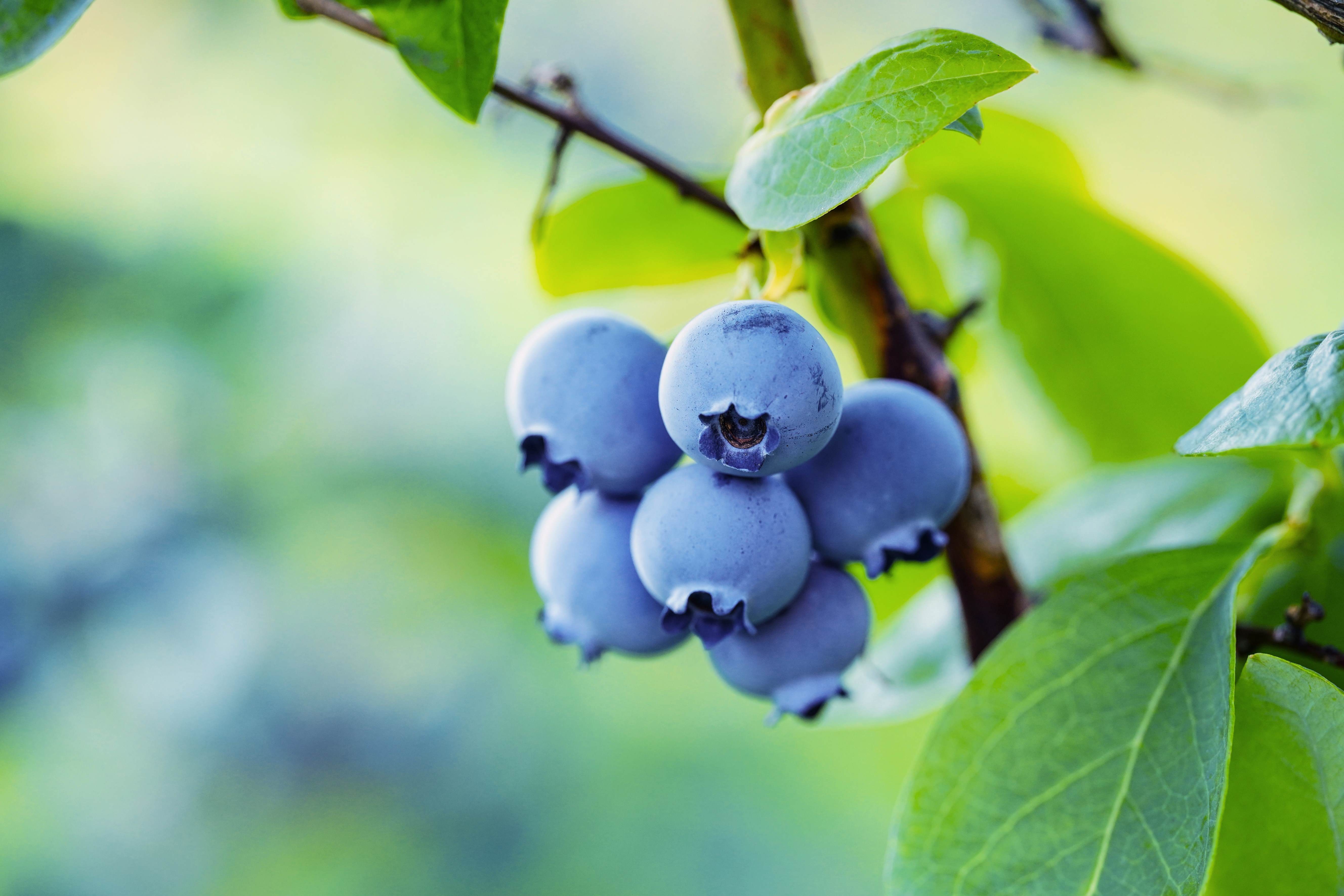 Blueberries ripening on a tree branch.