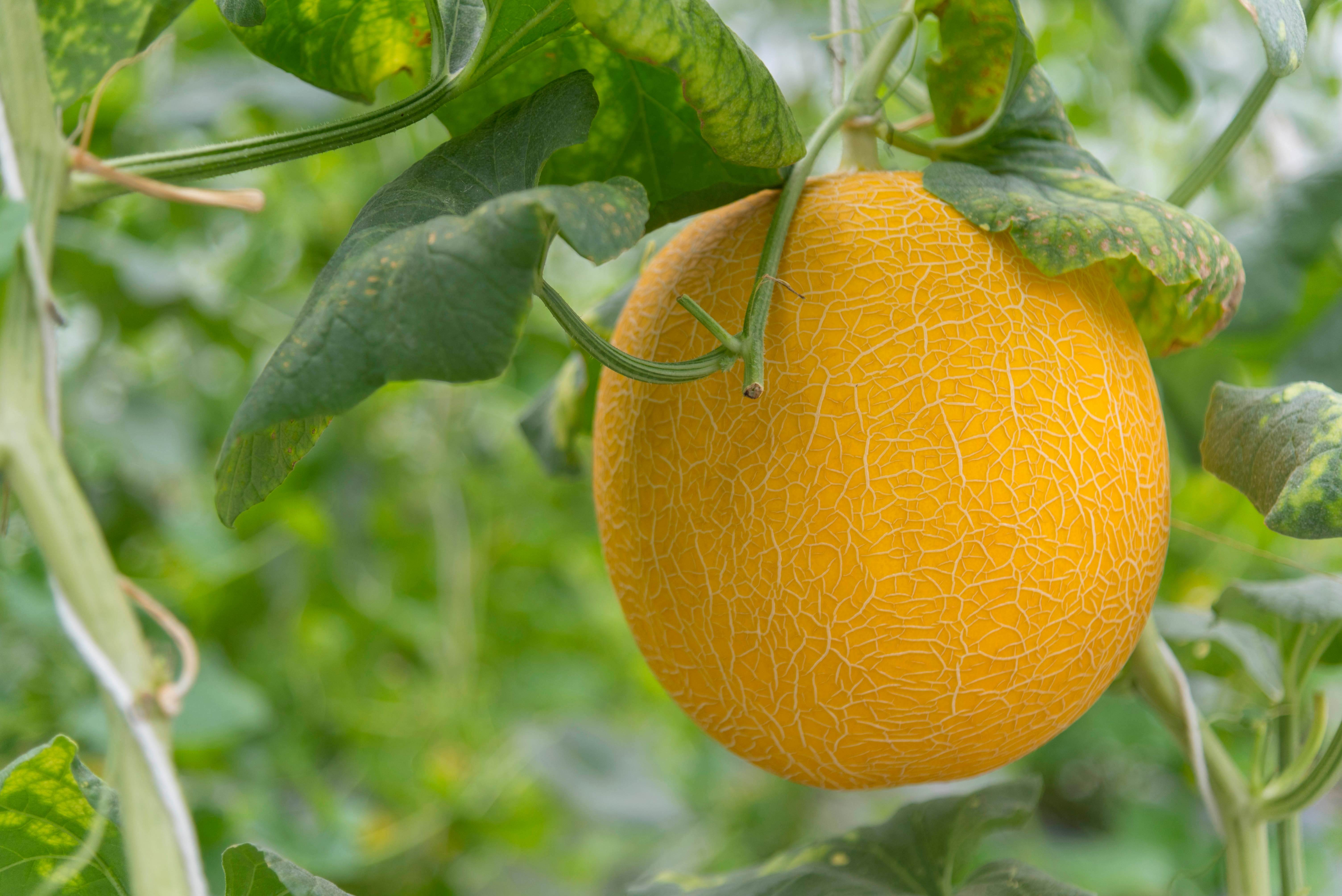 Closeup to Fresh golden melon in greenhouse of farm