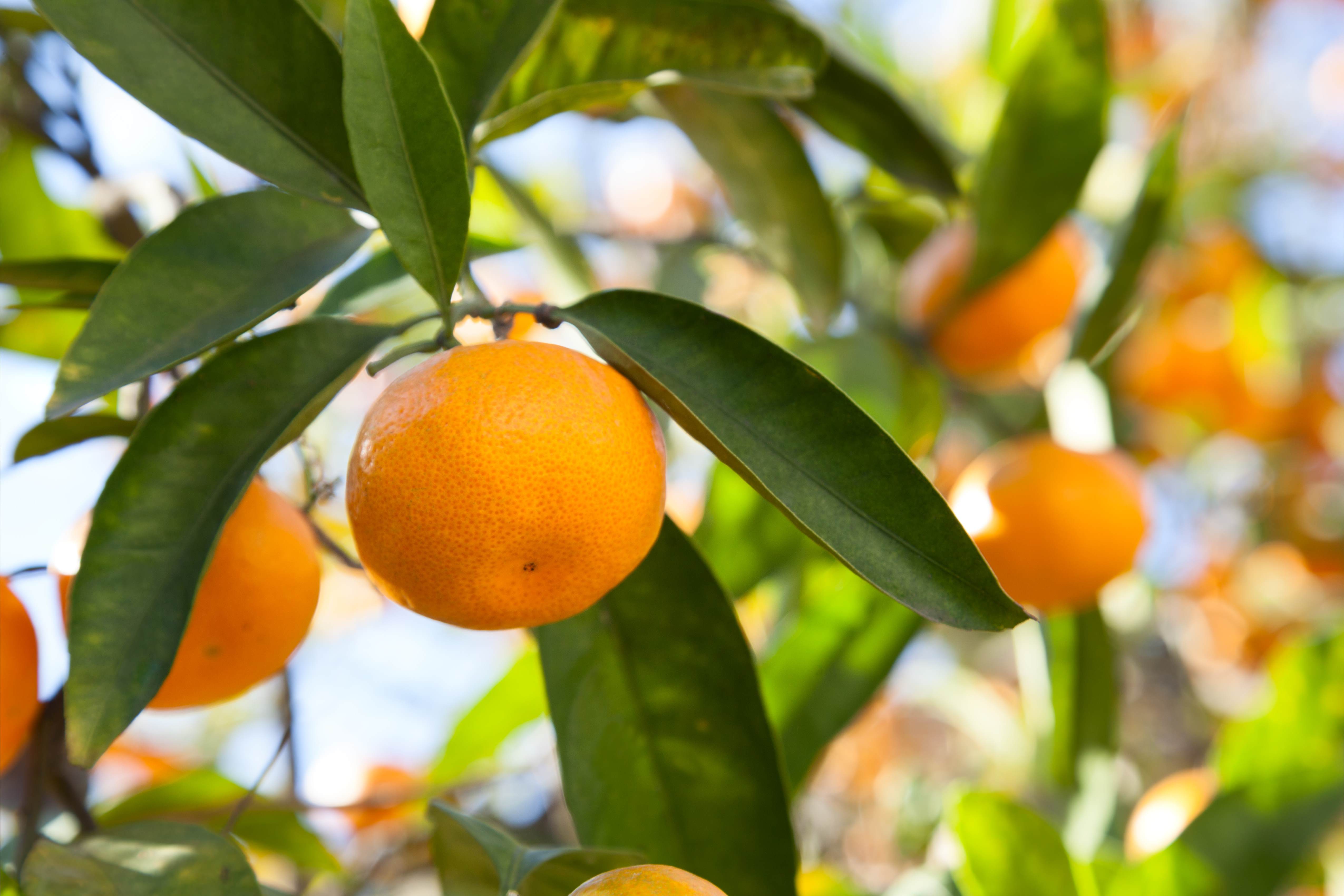 Ripe tangerines in the green foliage