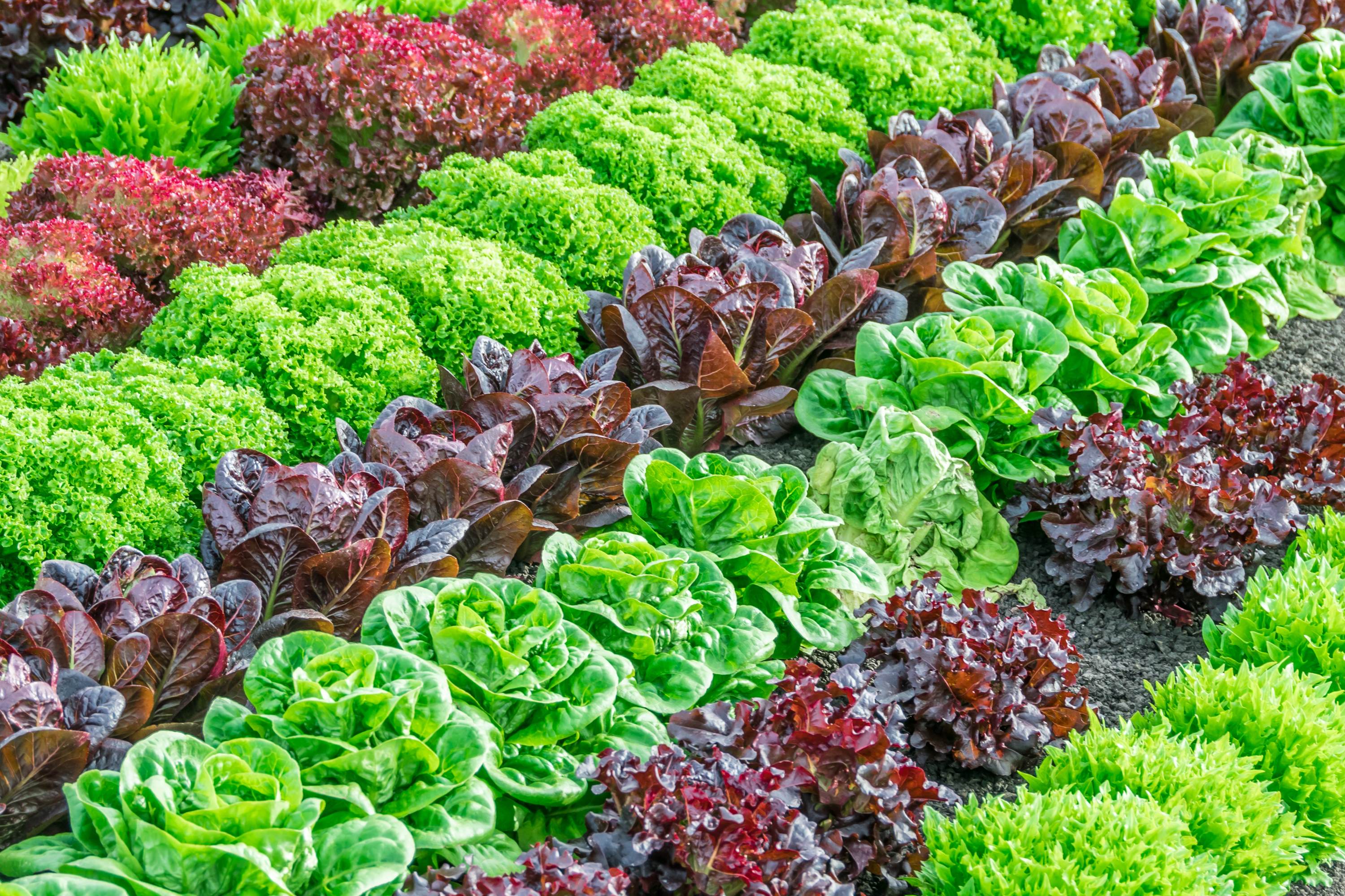 A rainbow of colorful (colourful) fields of summer crops (lettuce plants)