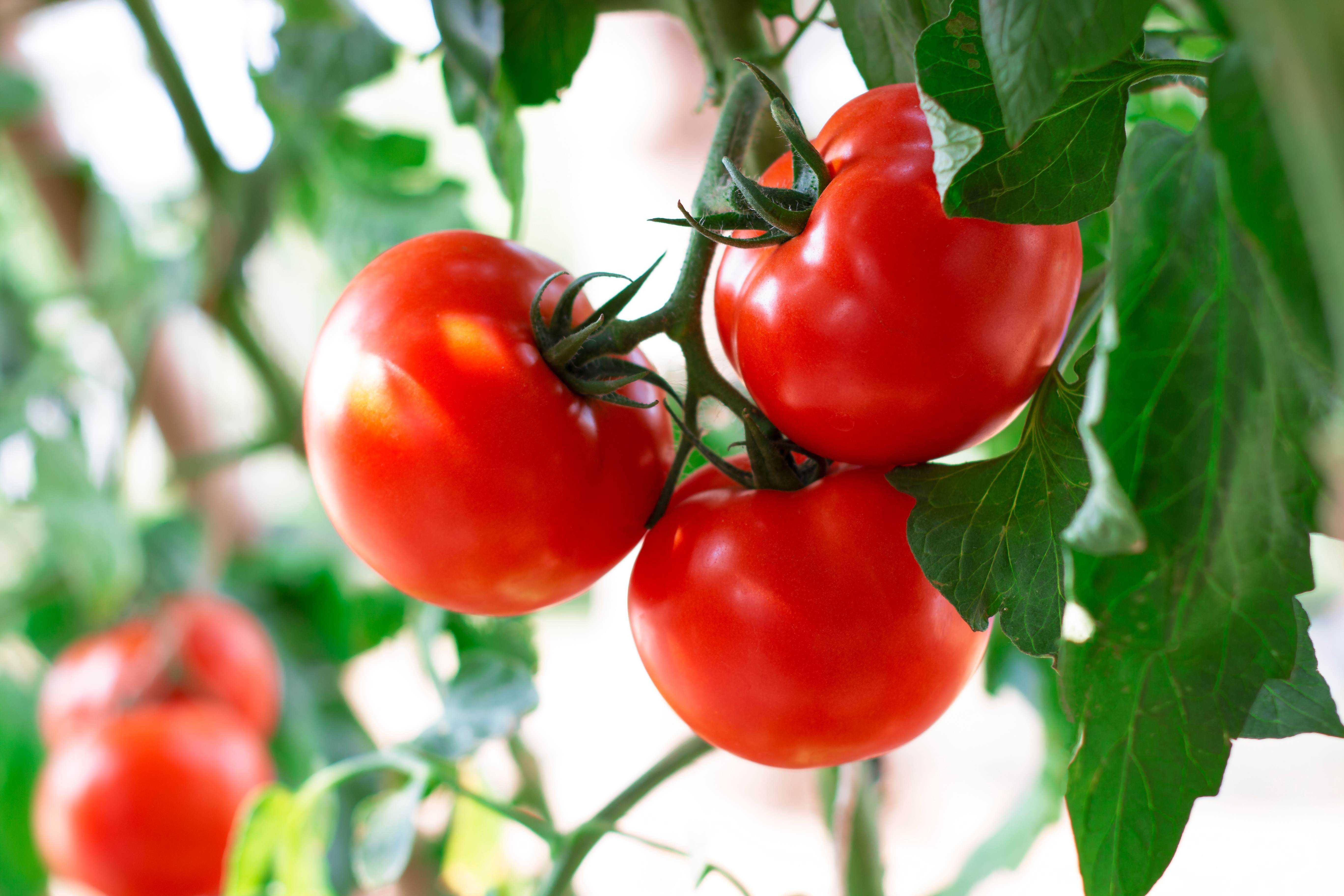 Fresh red tomatoe group hanging on branch