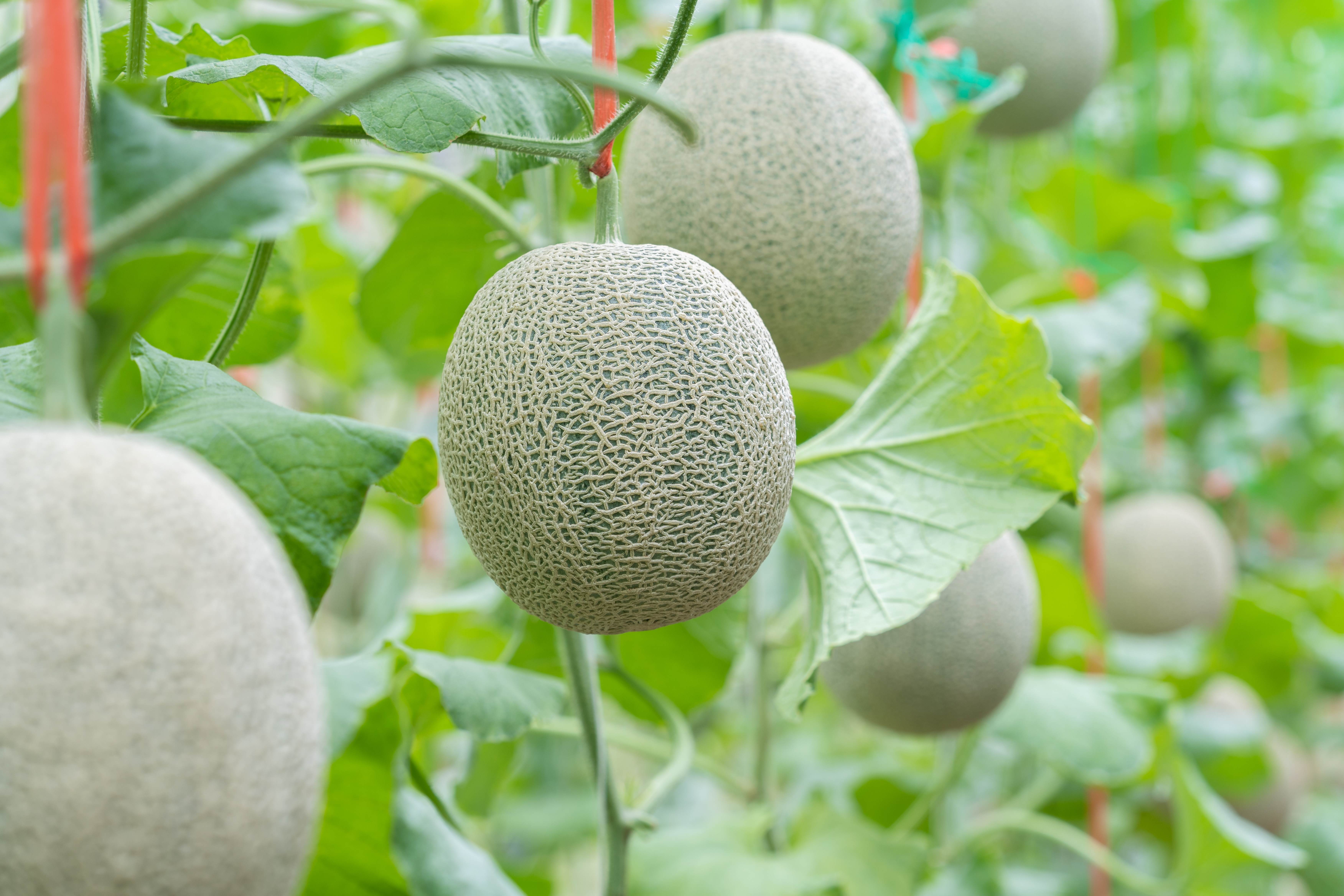 Cantaloup melon growing in greenhouse farm