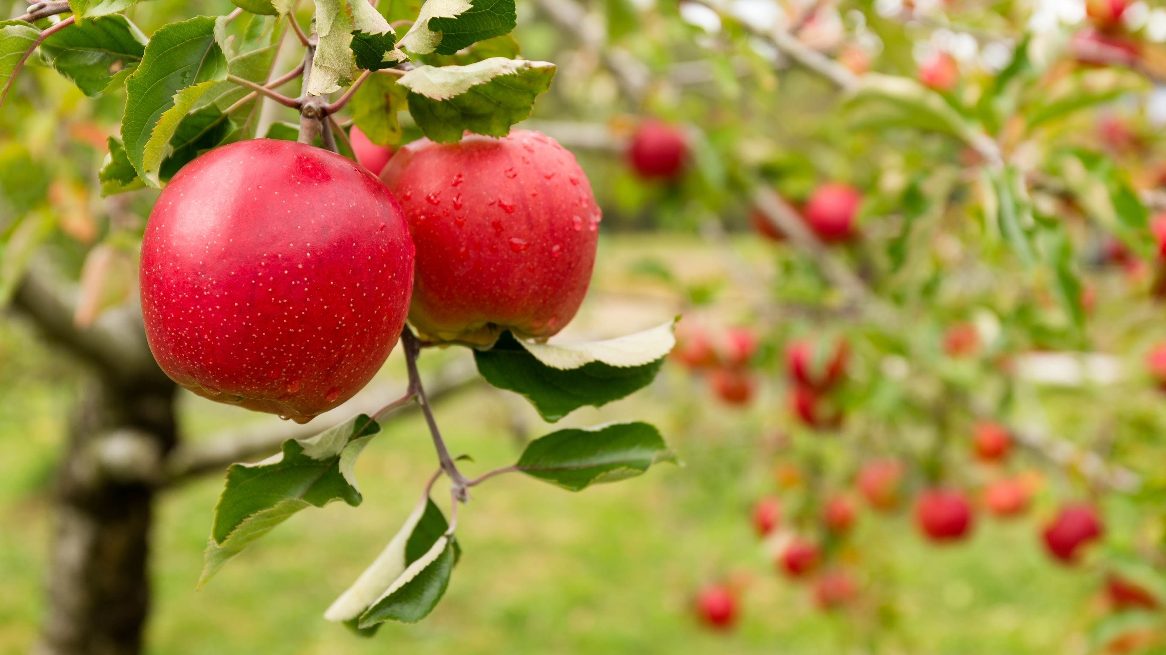 Apple trees with ripe red apples in the garden