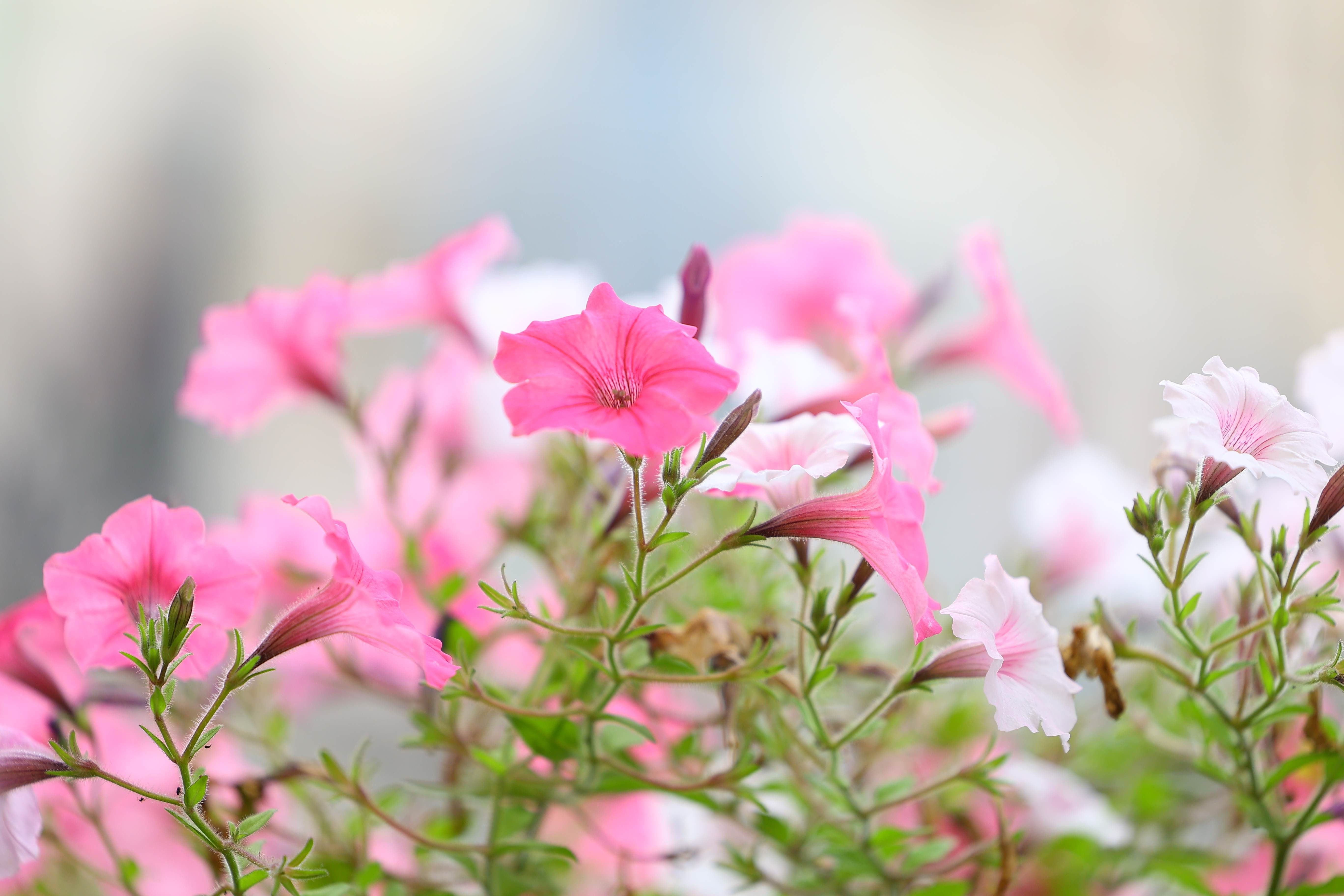 Close-up of blooming pink and white petunias with soft background