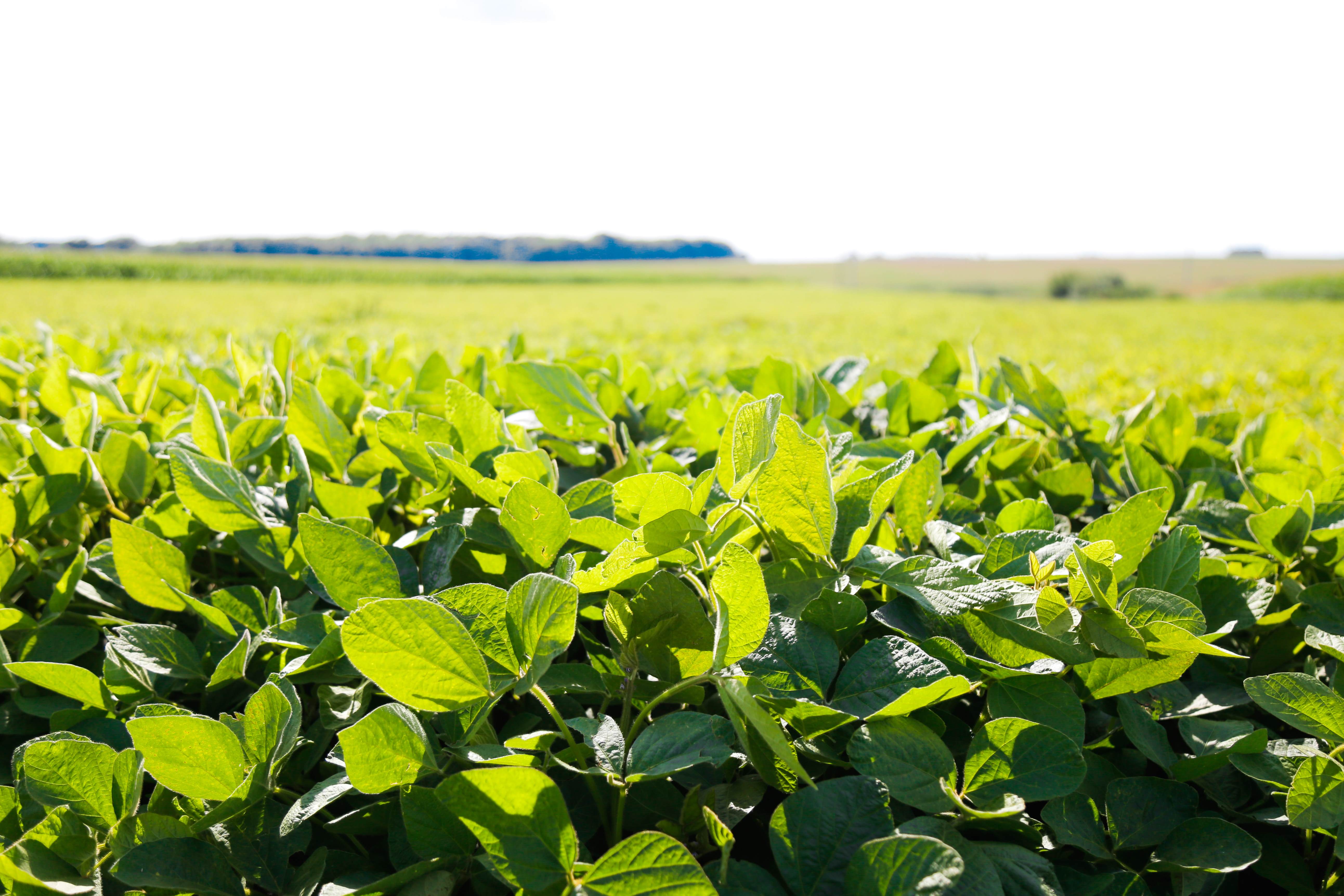 Green ripening soybean field, agricultural landscape.