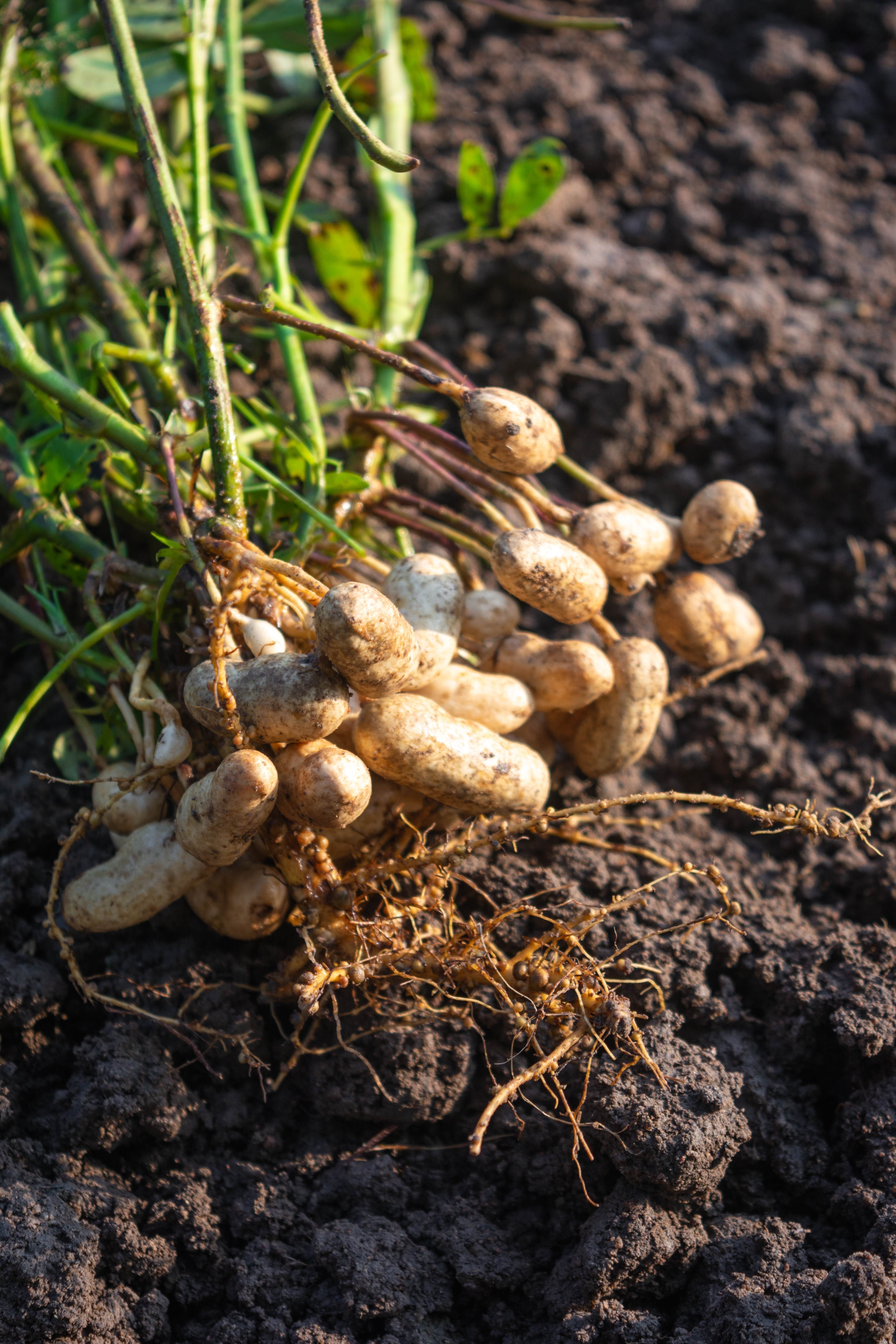 Fresh peanuts plants with roots