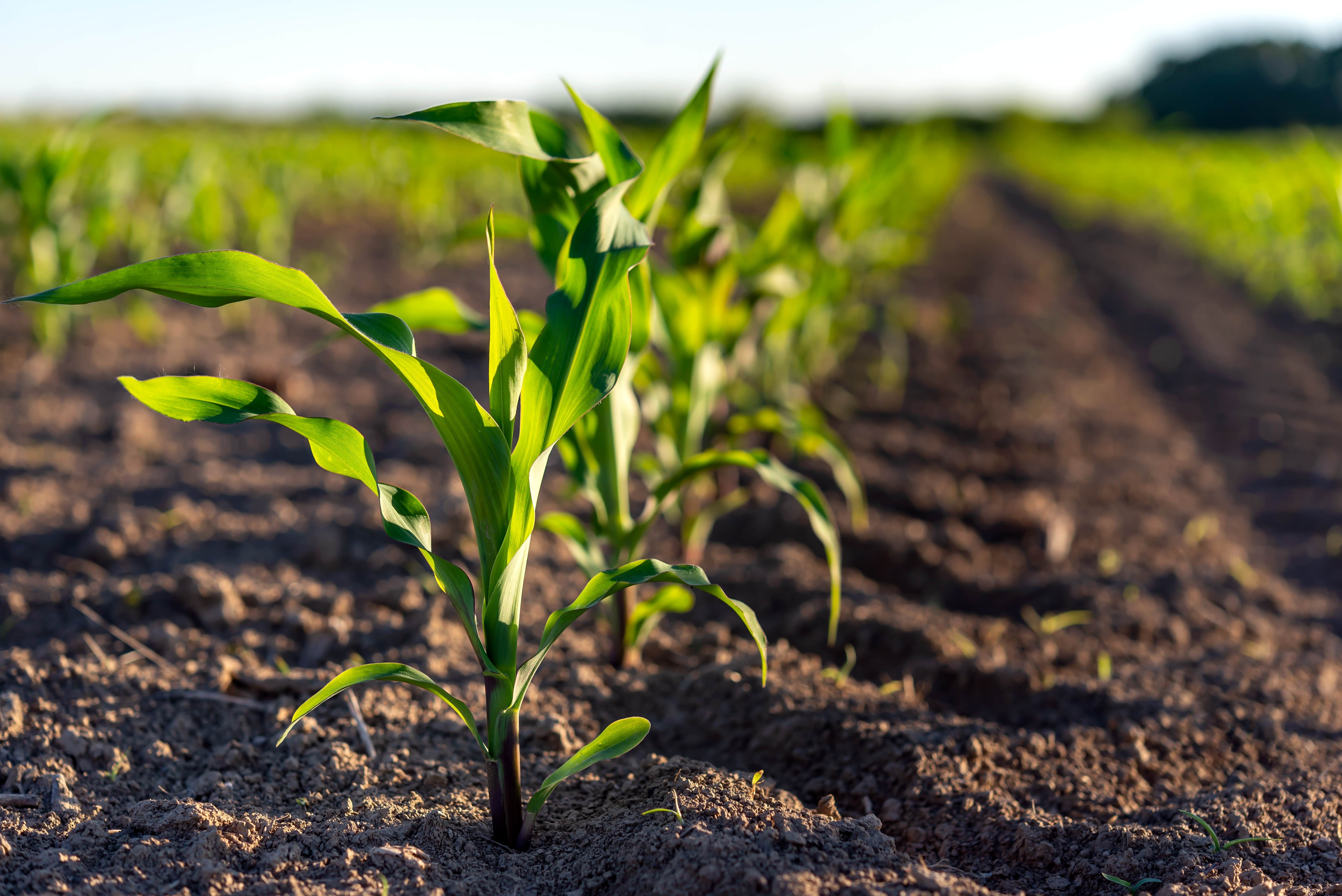 Young corn plants growing on the field