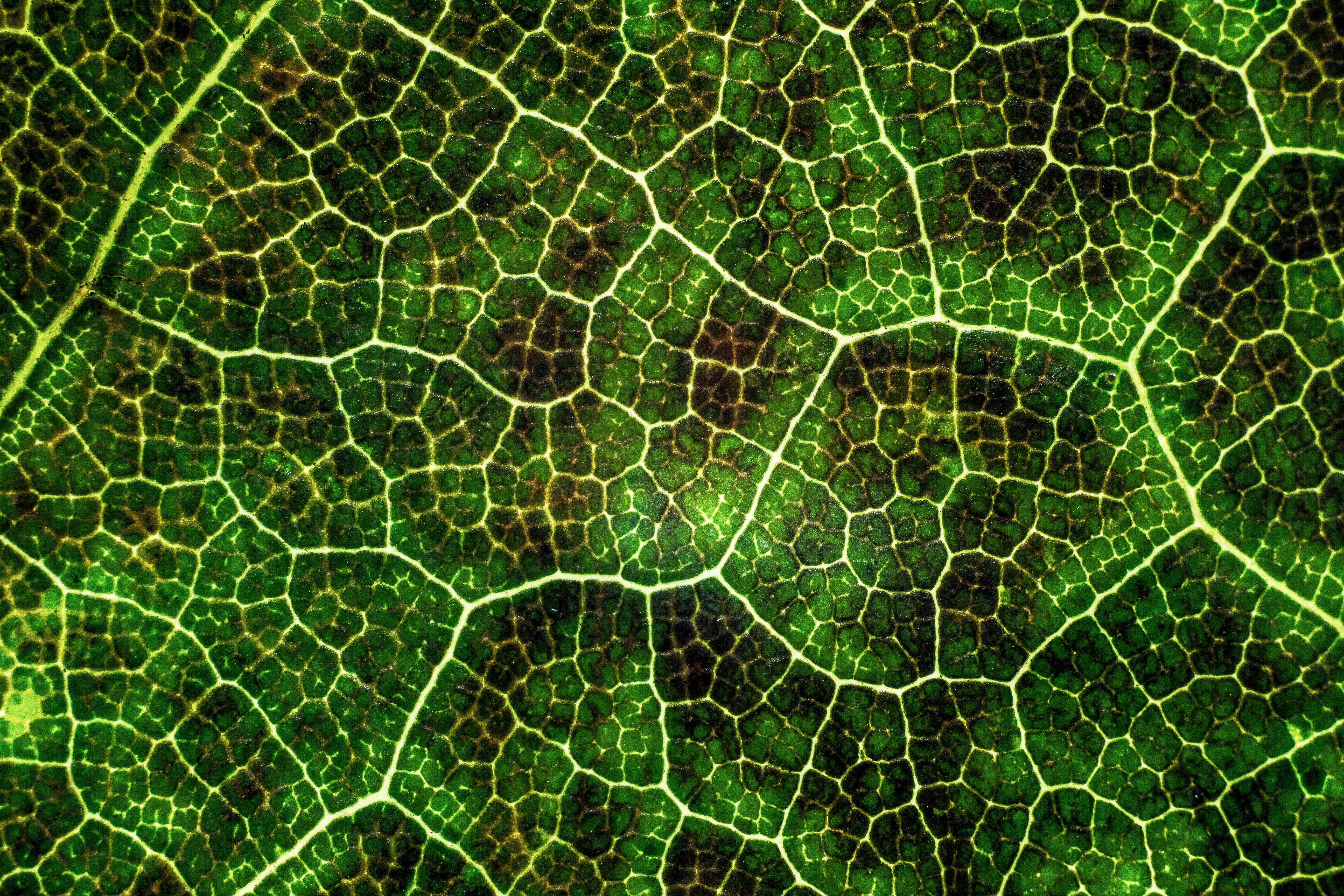 Macro green leaf texture close up