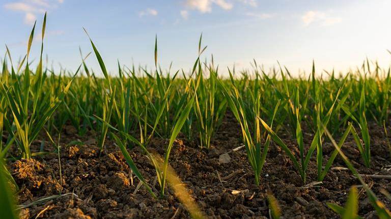 Young green crops growing in a field on fertile soil