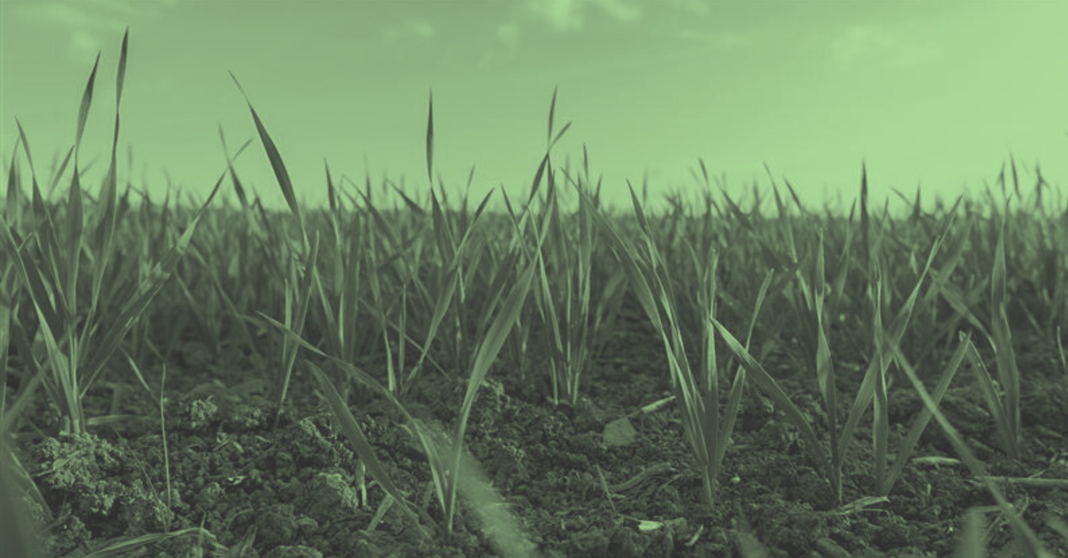 Young green crops growing in a field on fertile soil in green and grey hues